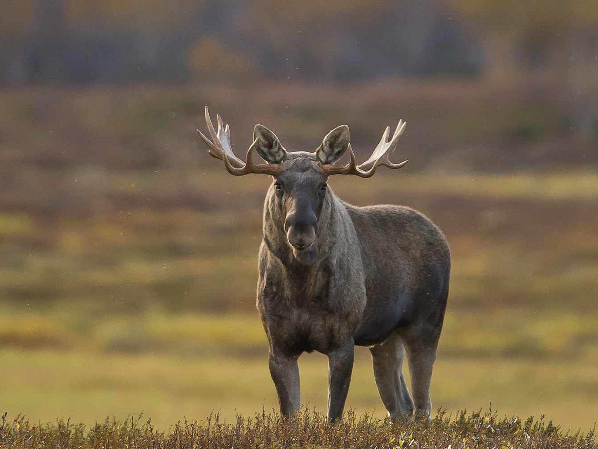 En elgokse i Rondane nasjonalpark på Østlandet