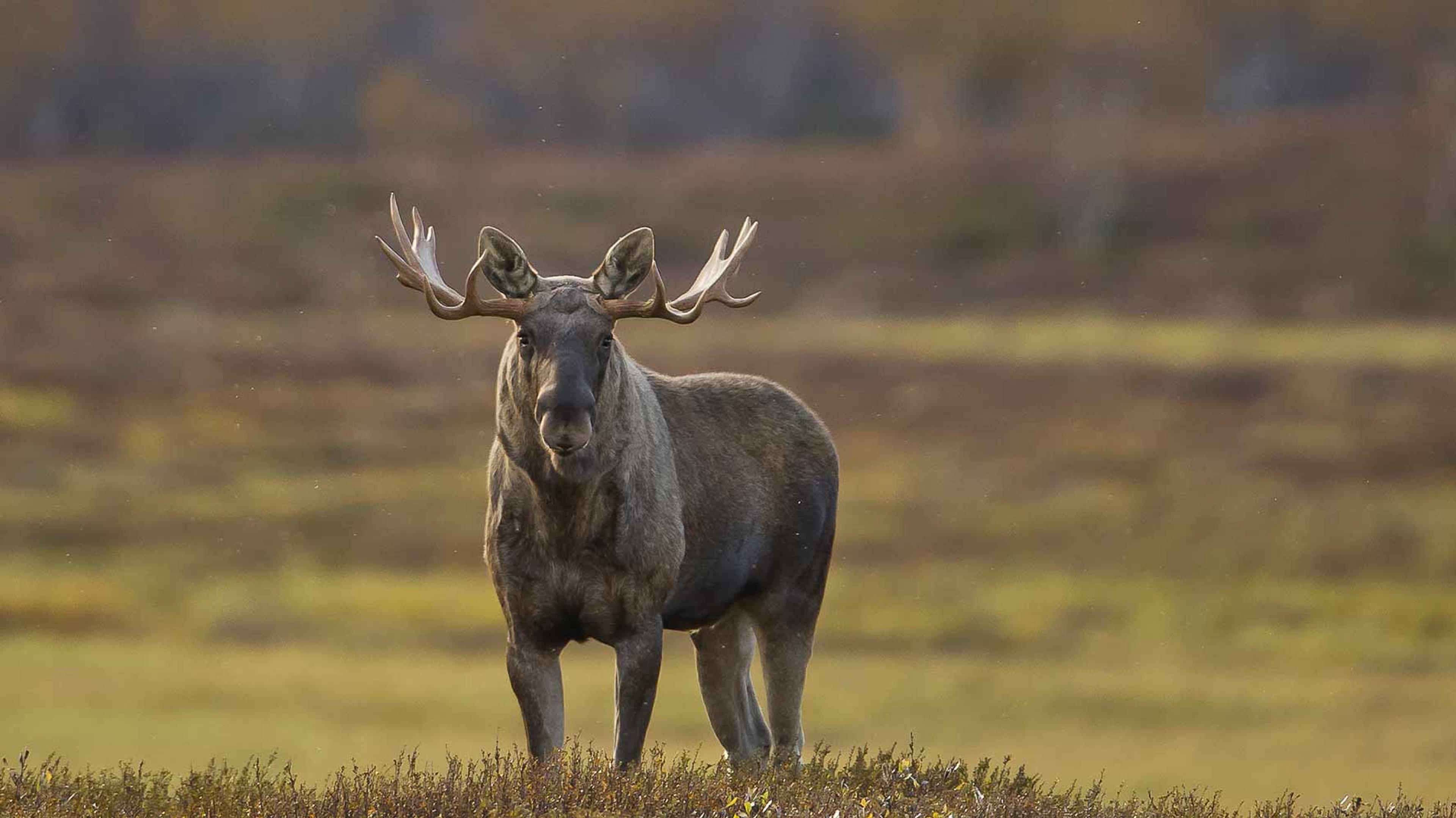 A moose ox in Rondane, Eastern Norway