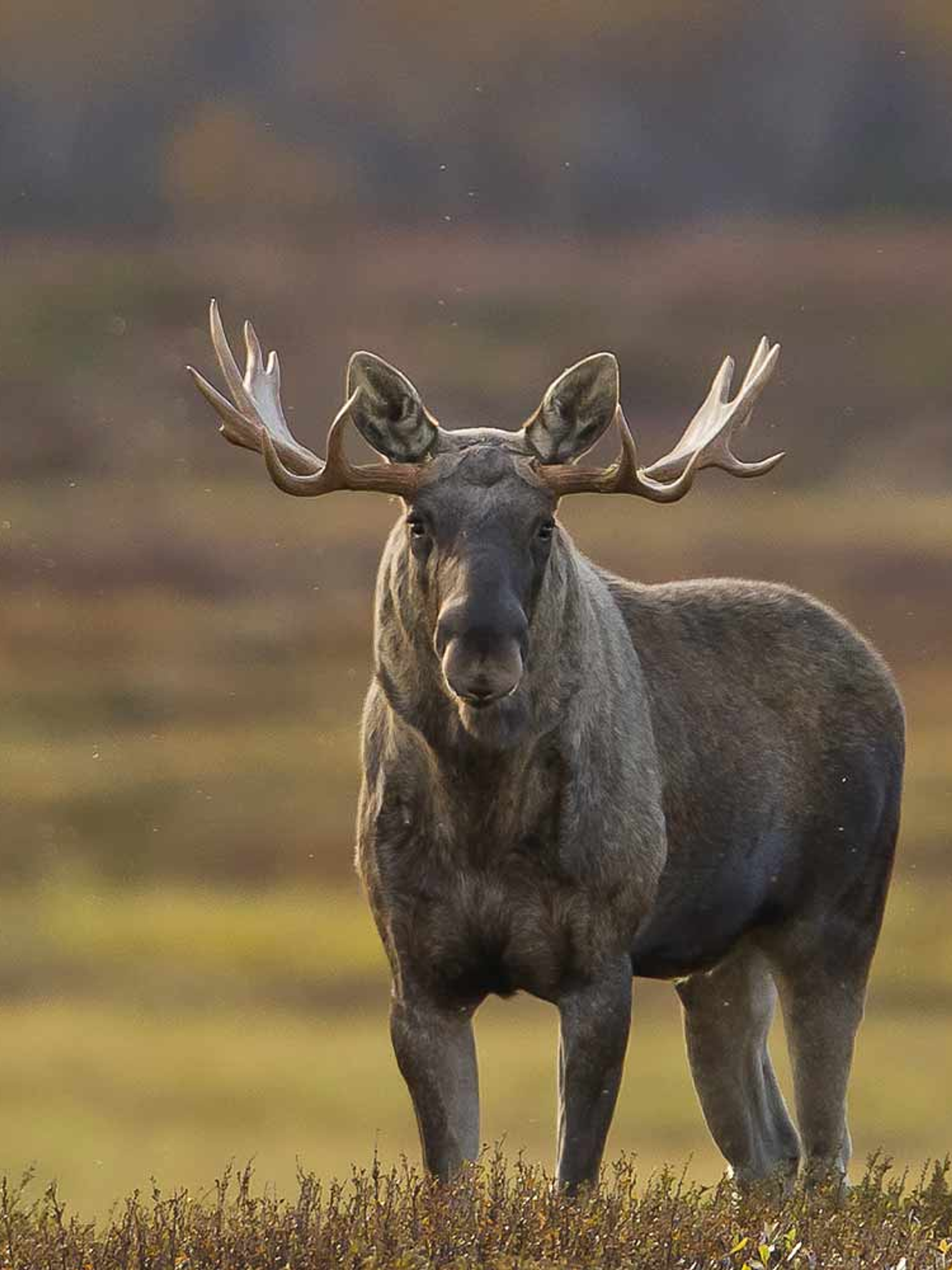 A moose ox in Rondane, Eastern Norway