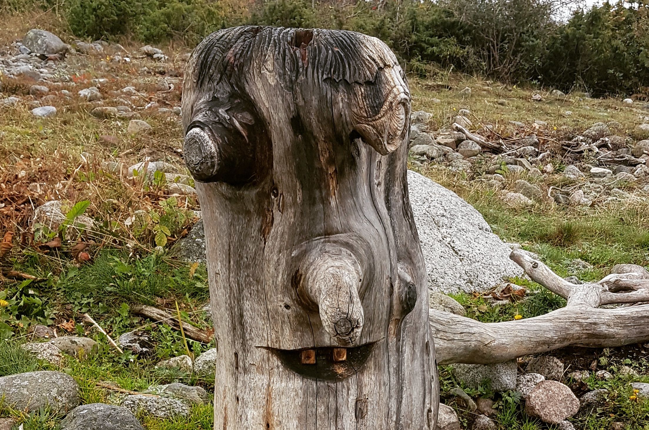 A tree stump that looks like a troll