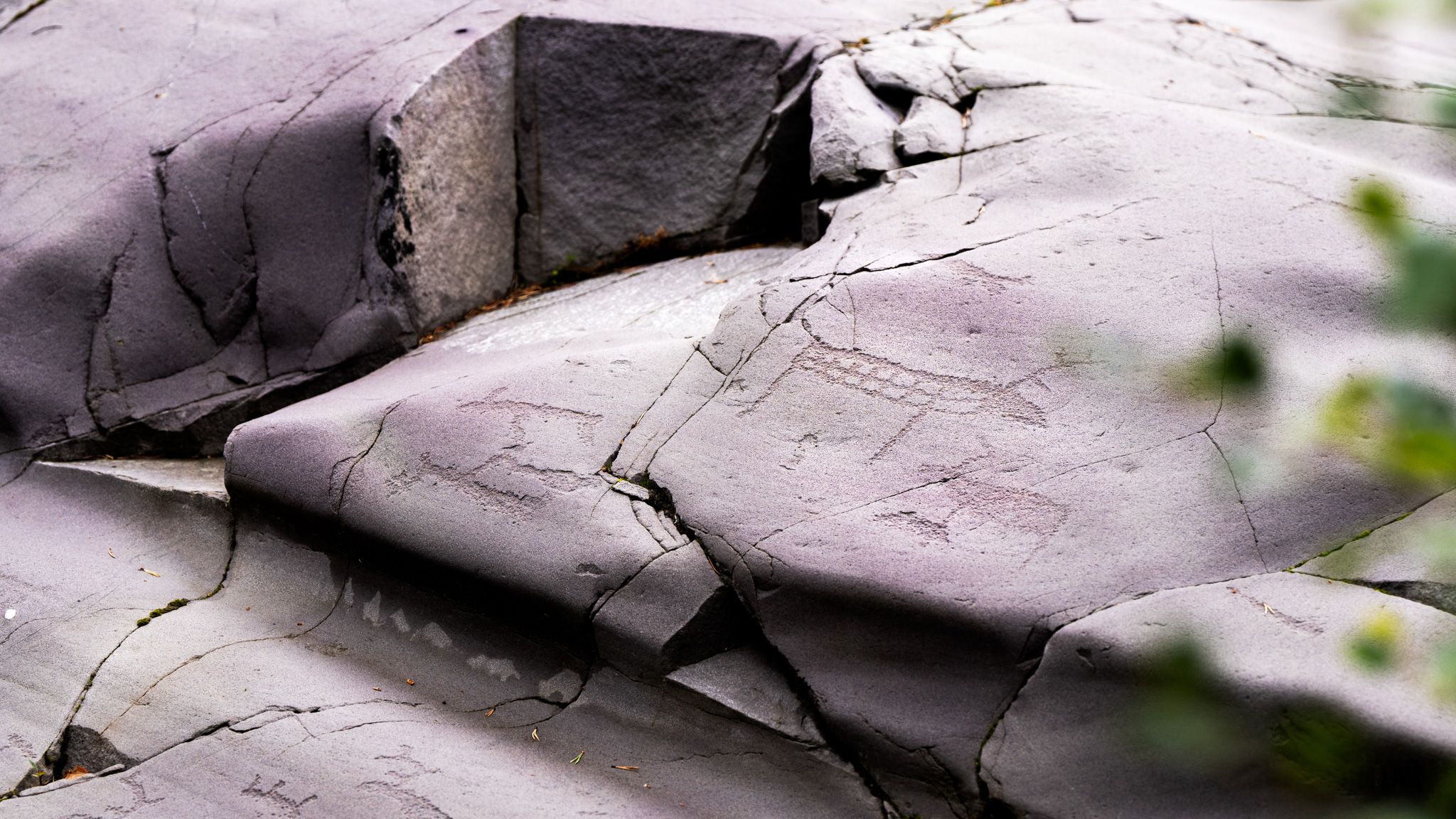 Rock carvings of reindeer at Alta Museum