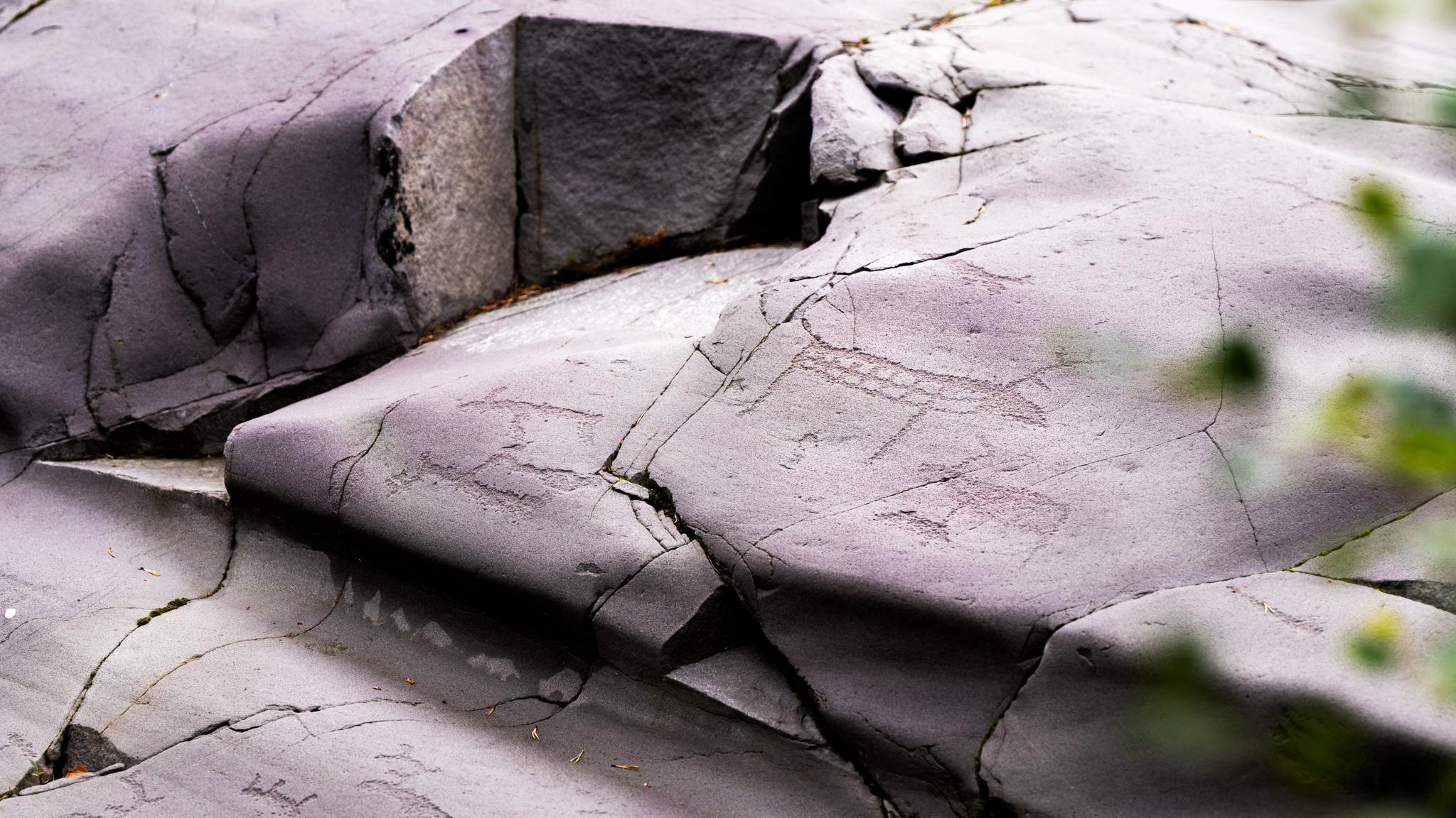 Rock carvings of reindeer at Alta Museum