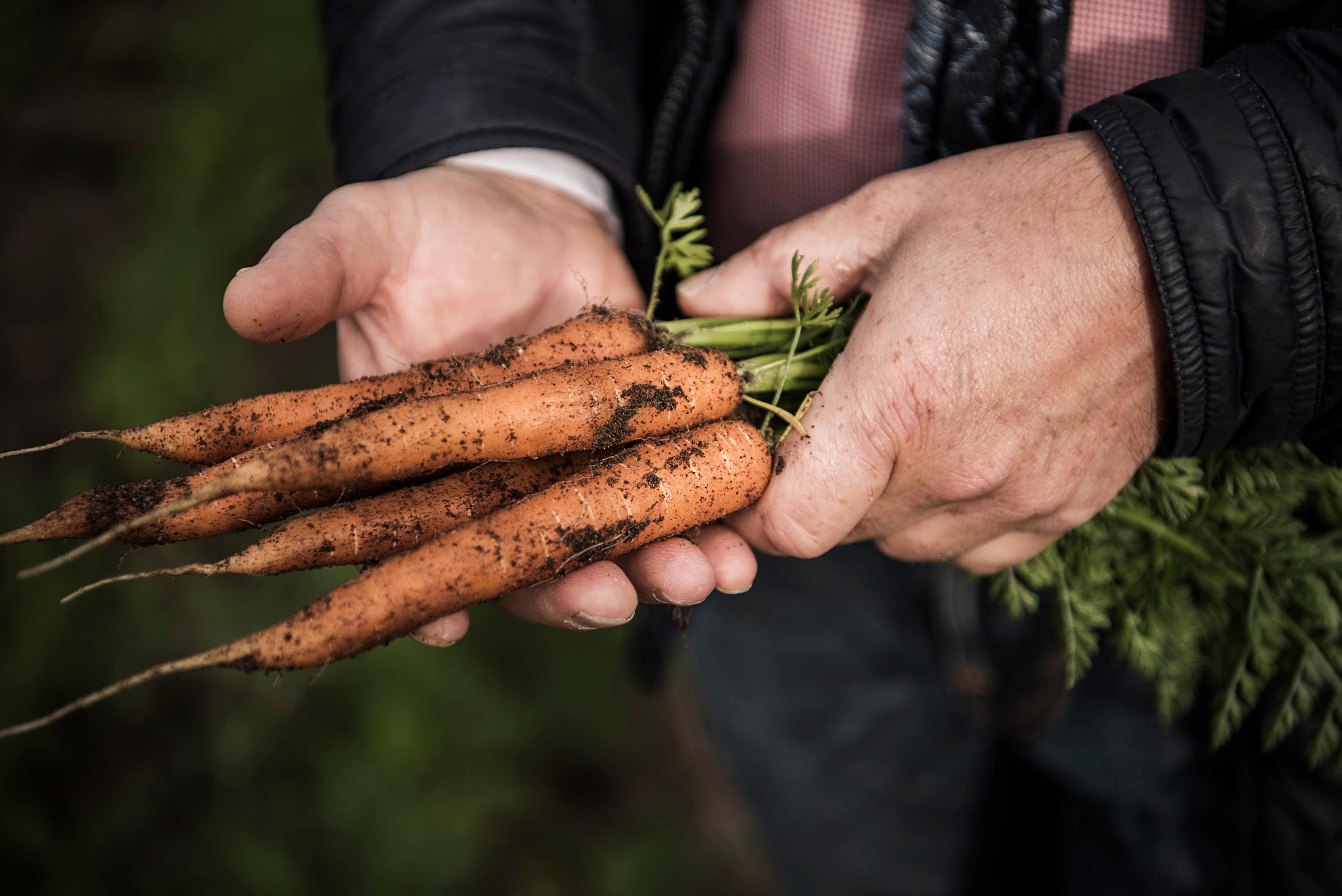 Carrots coming right from the field
