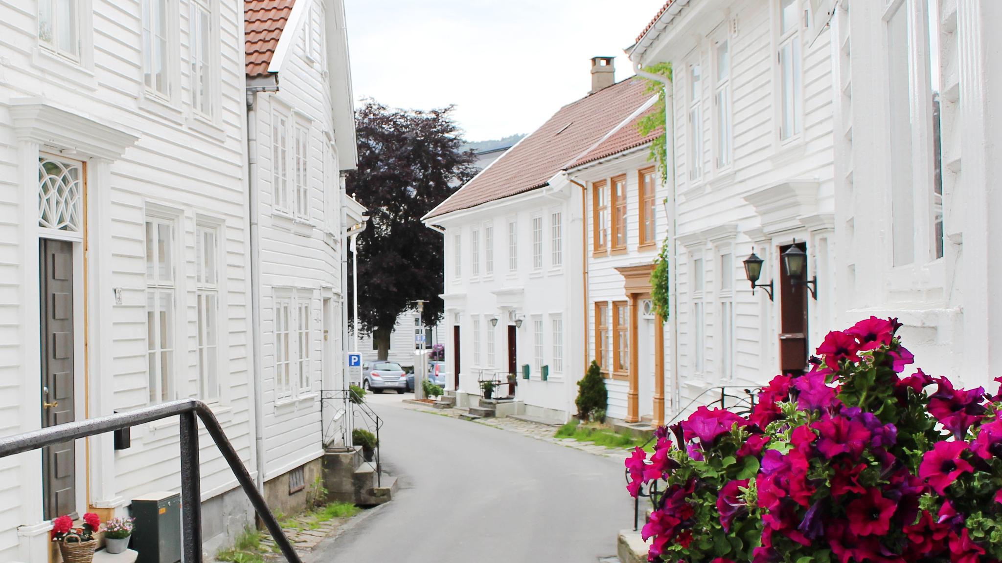 Flowers in Hollenderbyen, Flekkefjord, Norway