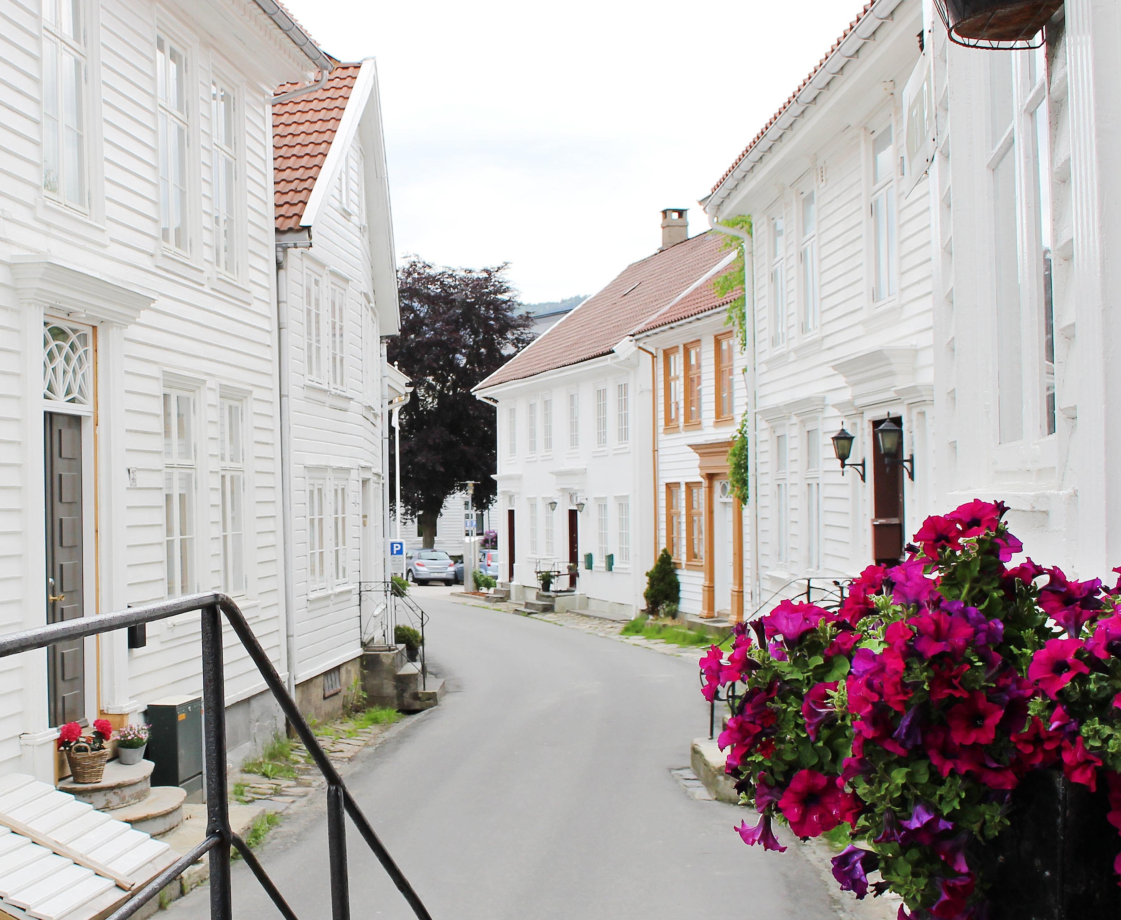 Flowers in Hollenderbyen, Flekkefjord, Norway