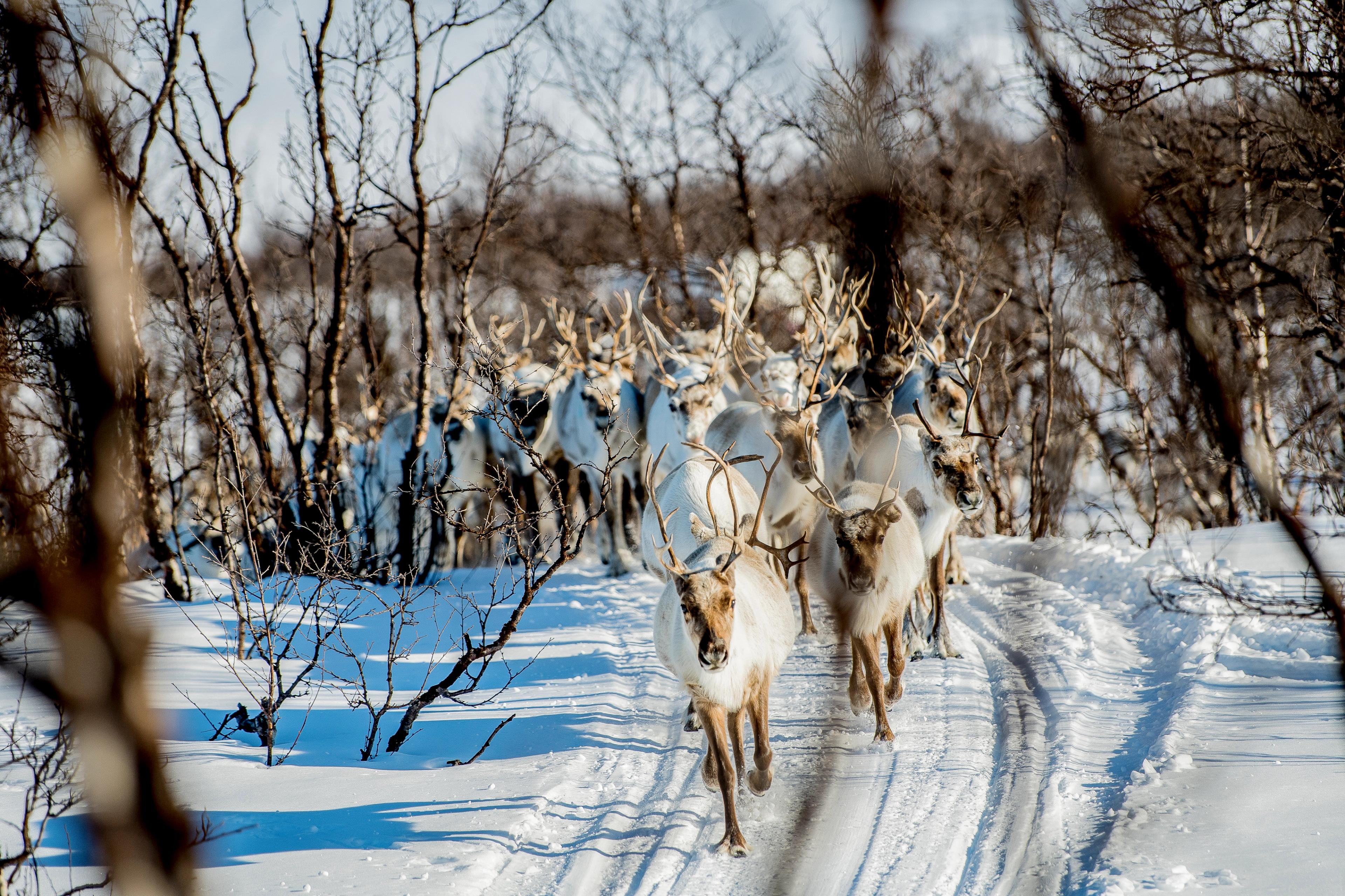 Reindeer running through the winter landscape of Norway
