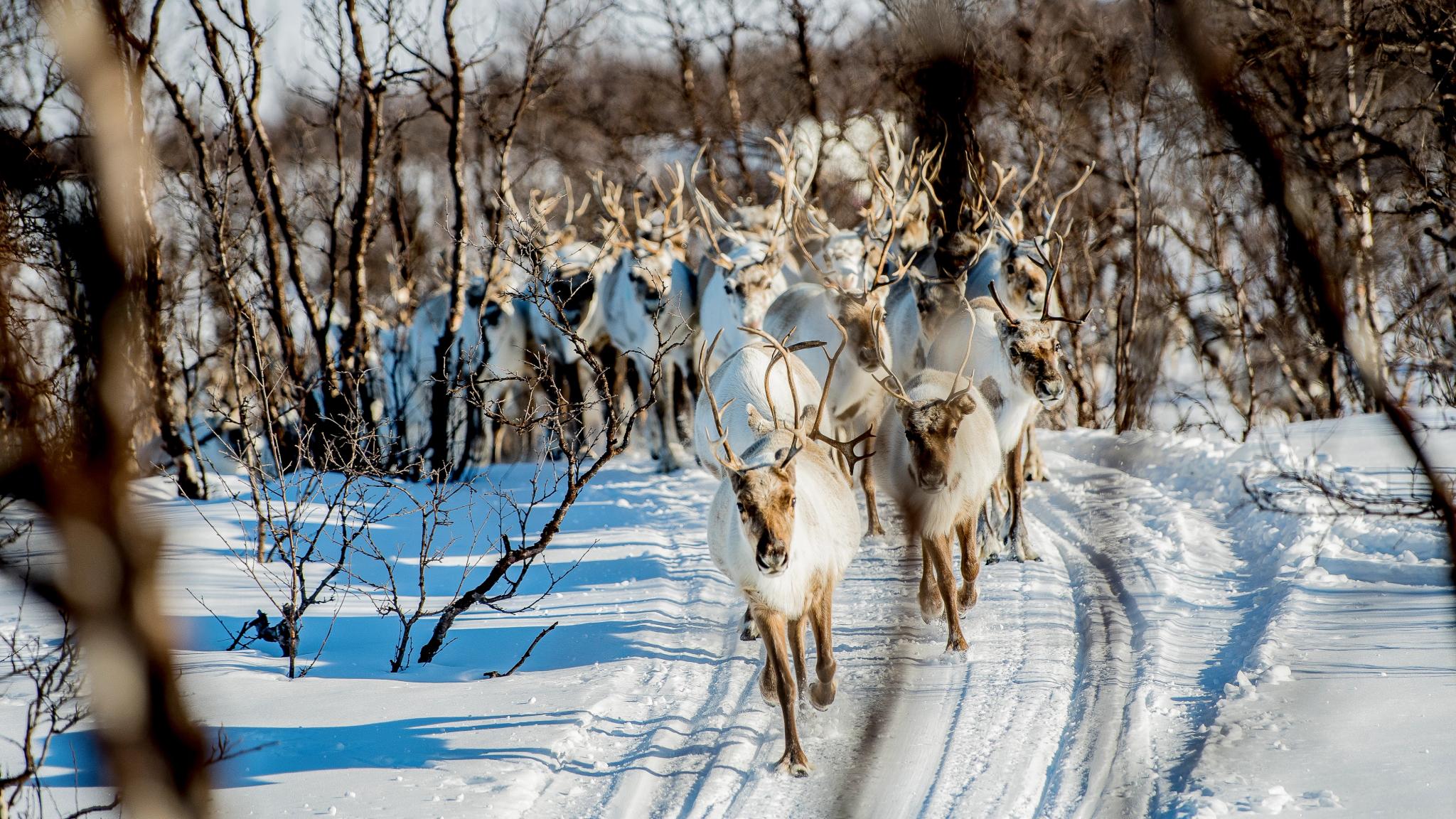 Reindeer running through the winter landscape of Norway