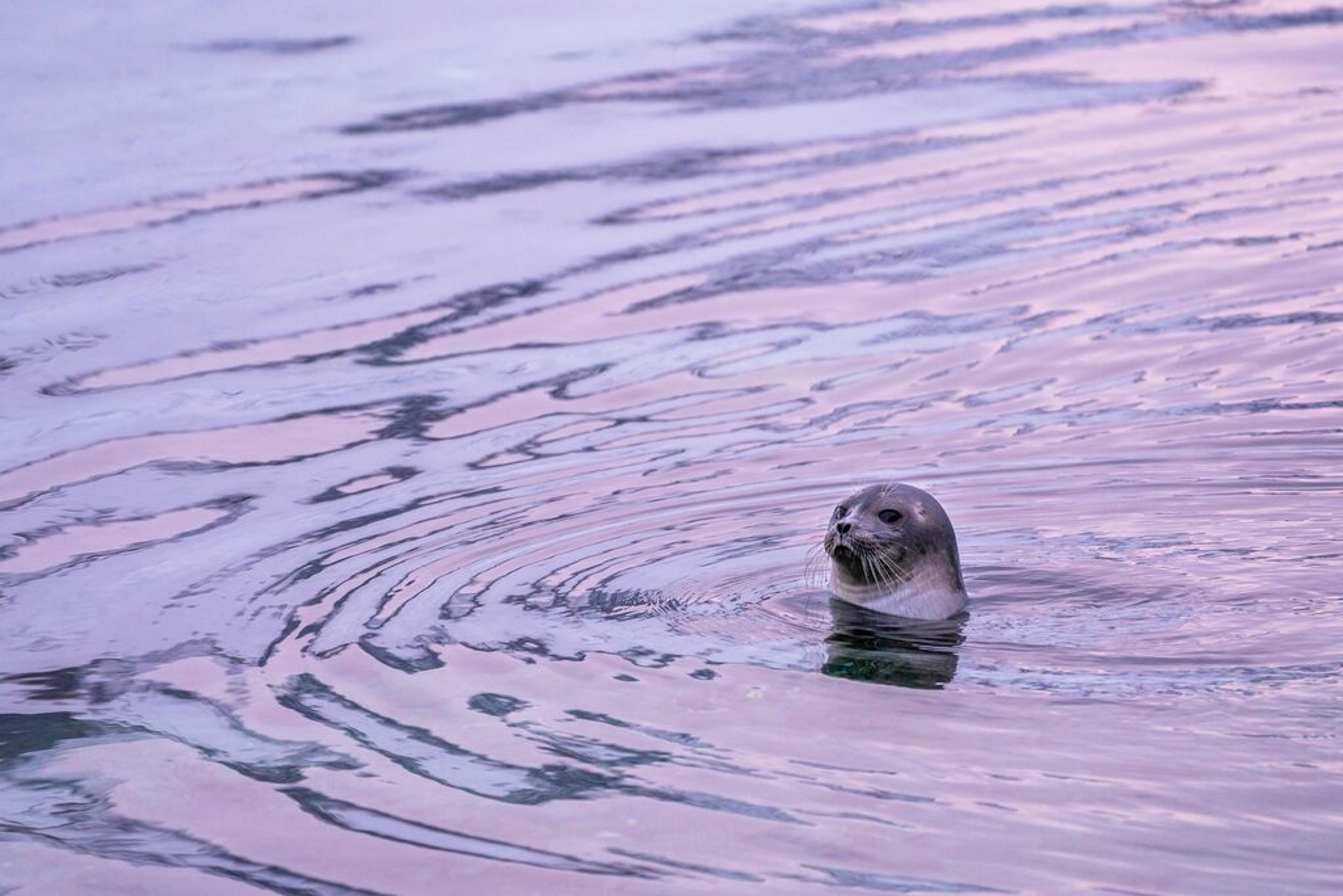 Tromsø Fjord and Wildlife Cruise by Go Fjords