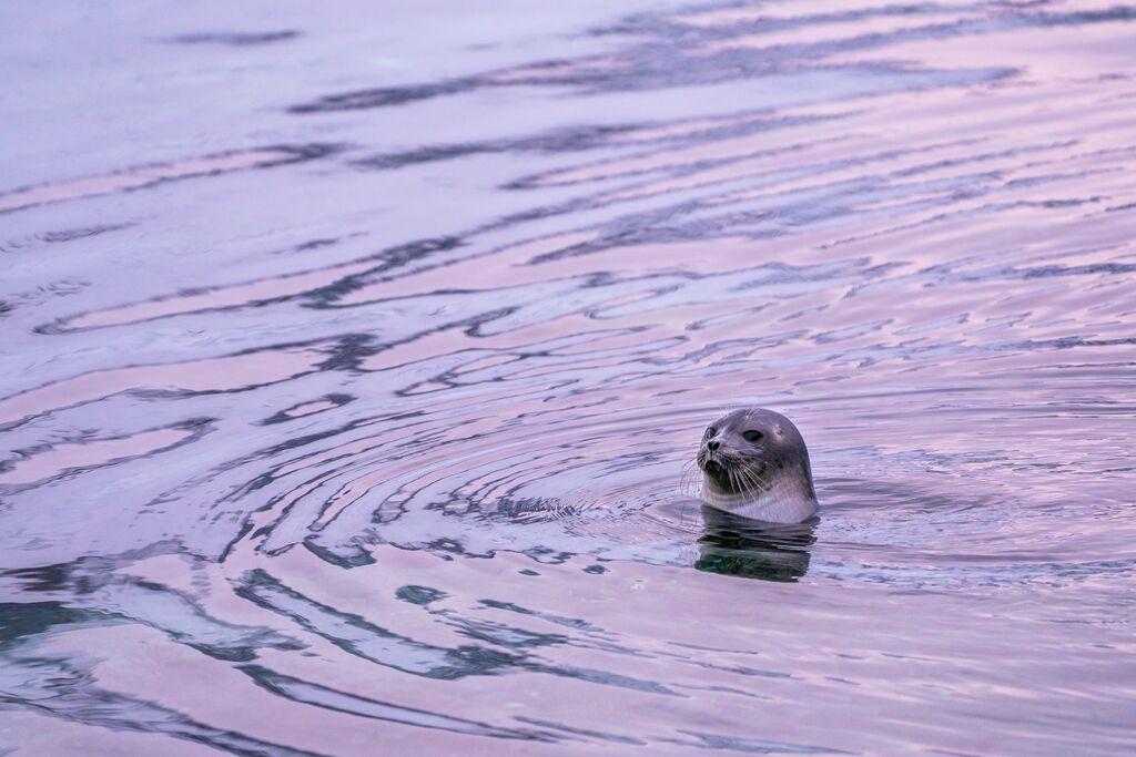 Tromsø Fjord and Wildlife Cruise by Go Fjords