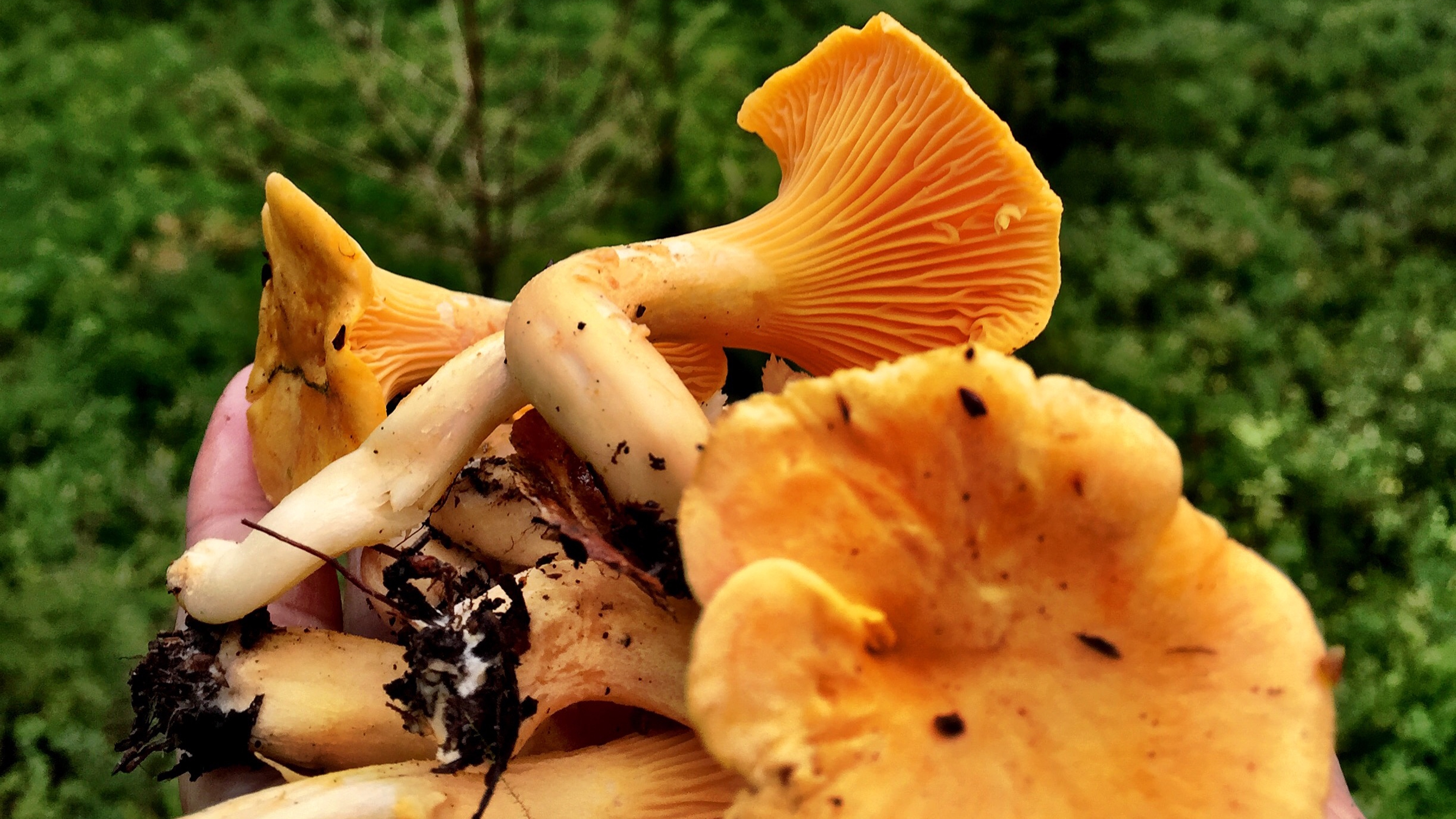 Chanterelle in the forrest.