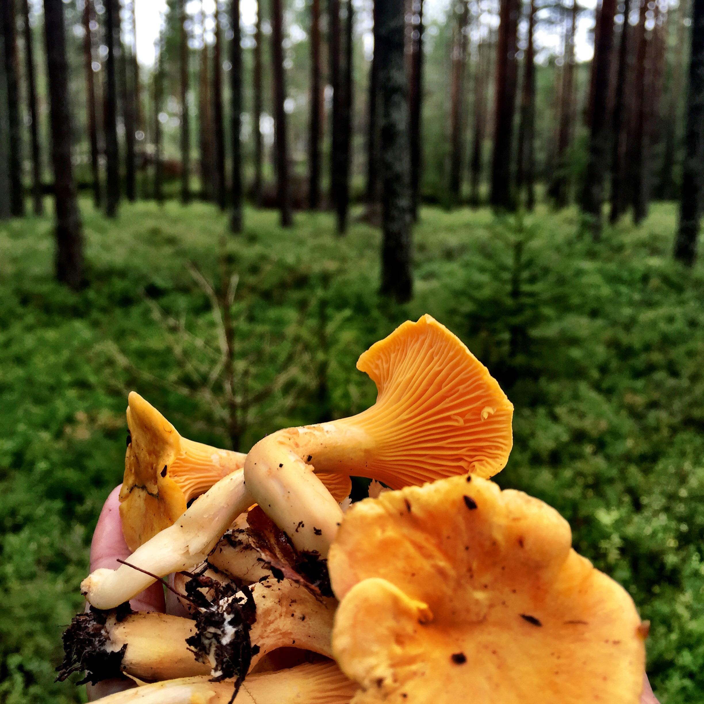 Chanterelle in the forrest.