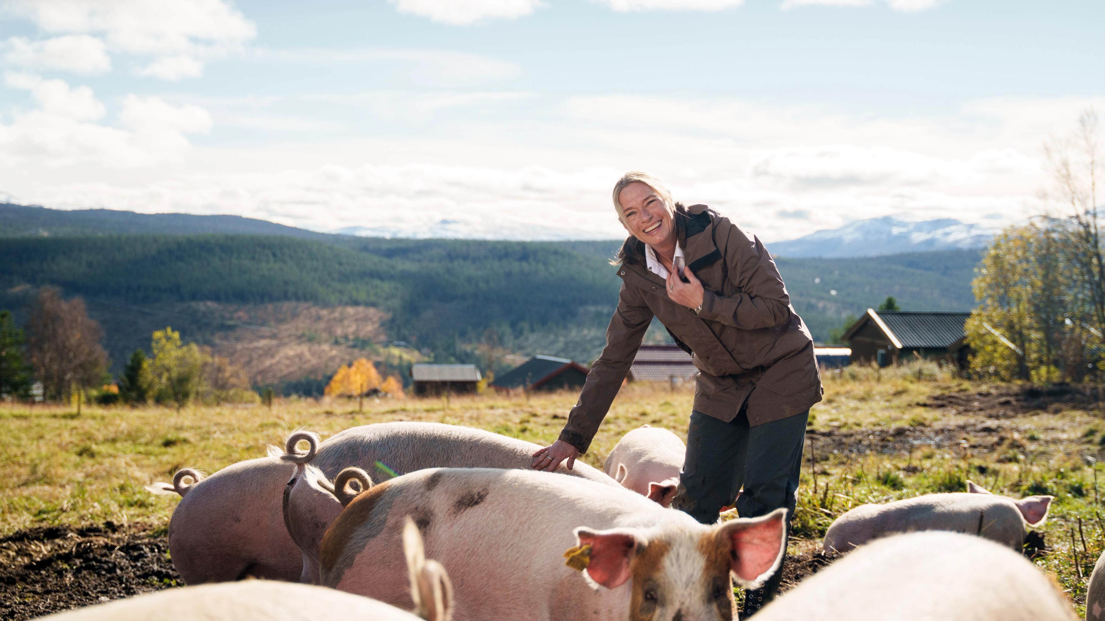The owner of Skåbu mountain hotel with free-range pigs in the mountains.