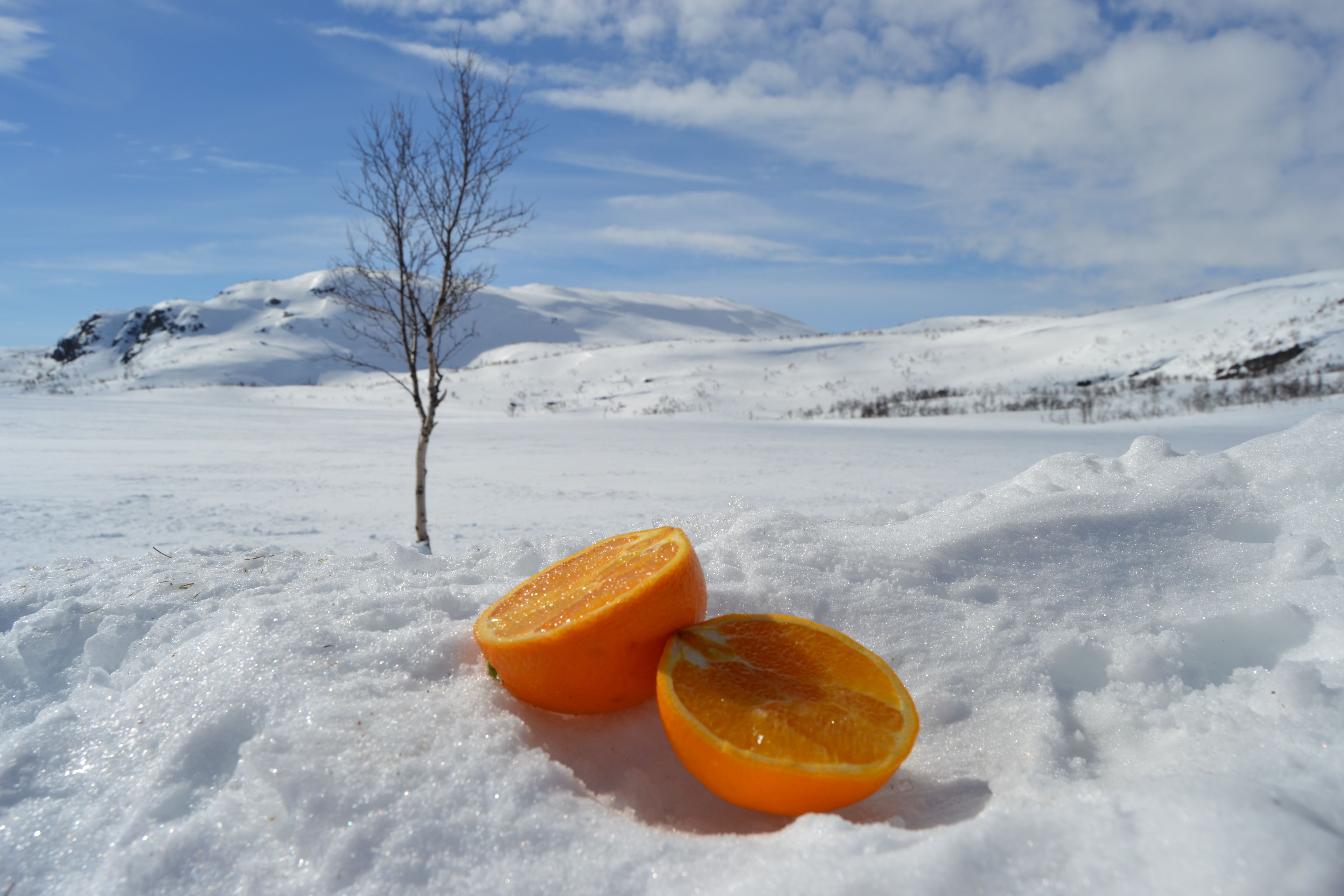 Orange in the snow at Hovden, Southern Norway