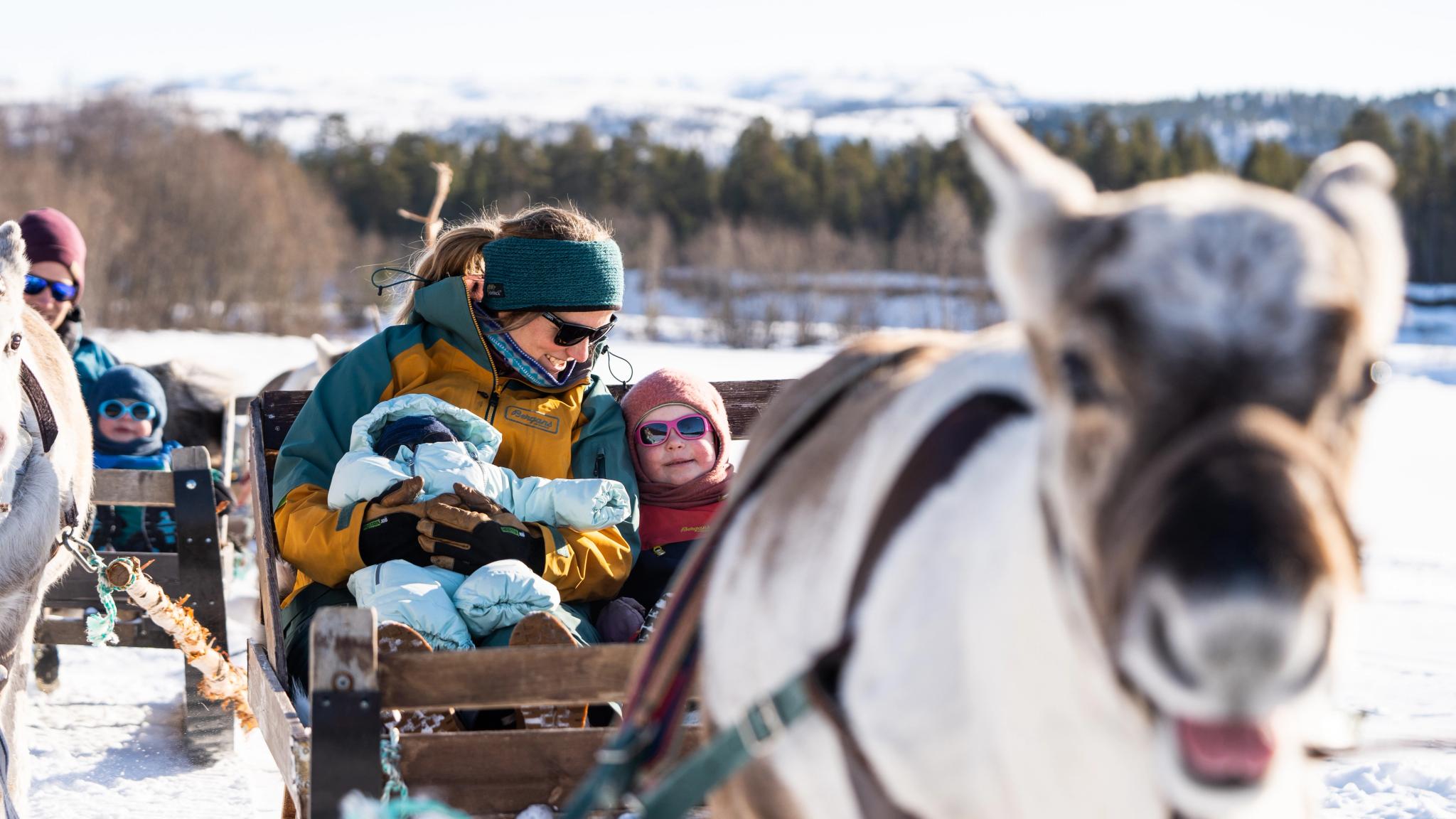 A woman and two small children enjoying reindeer sledding