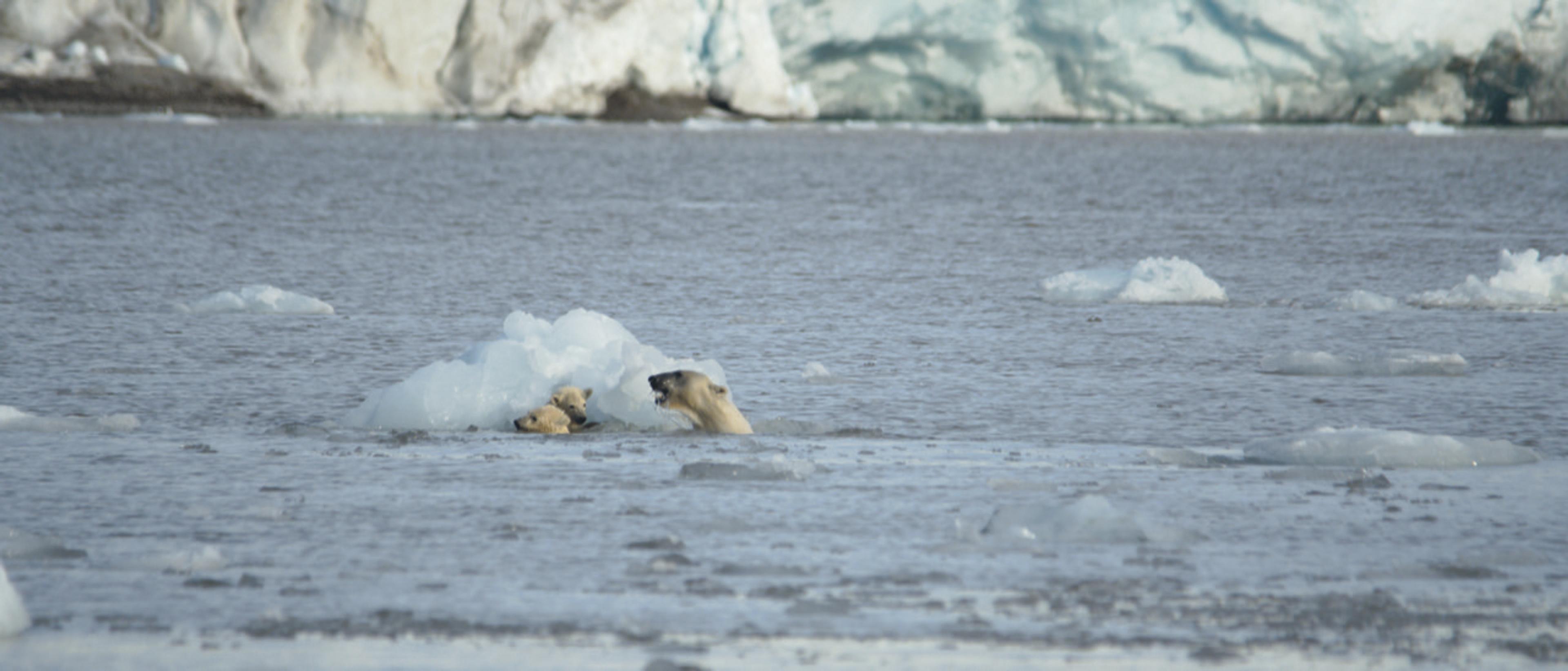 Ice bears swimming by the Nordenskiöld glacier at Svalbard