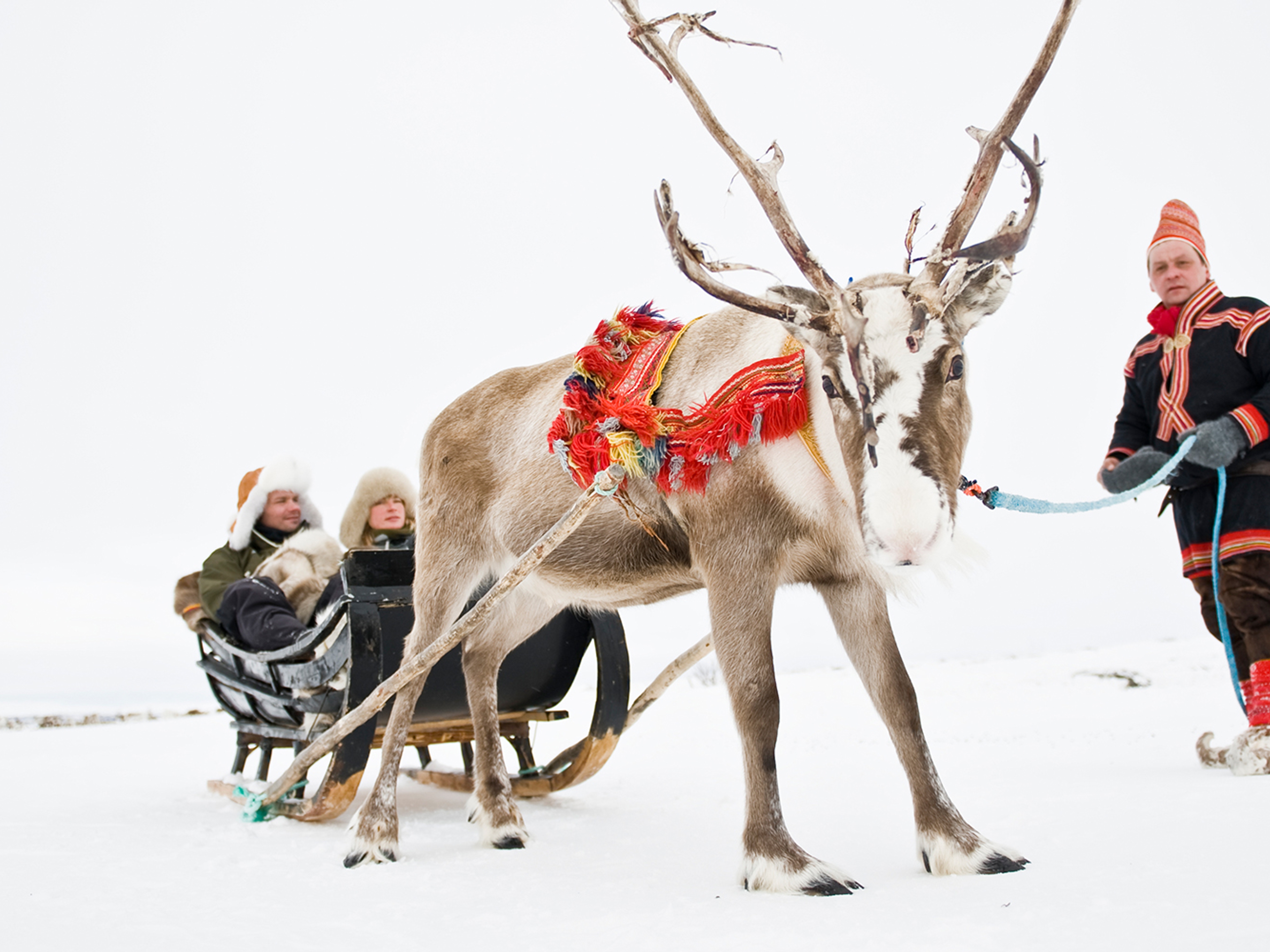 A couple in a sleigh pulled by a reindeer, held by a Sami man