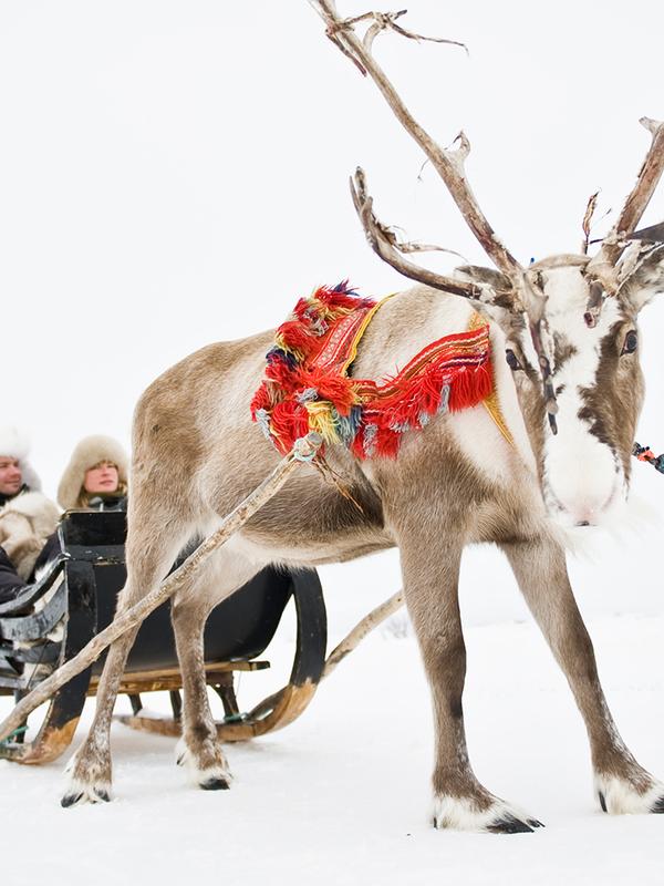 A couple in a sleigh pulled by a reindeer, held by a Sami man