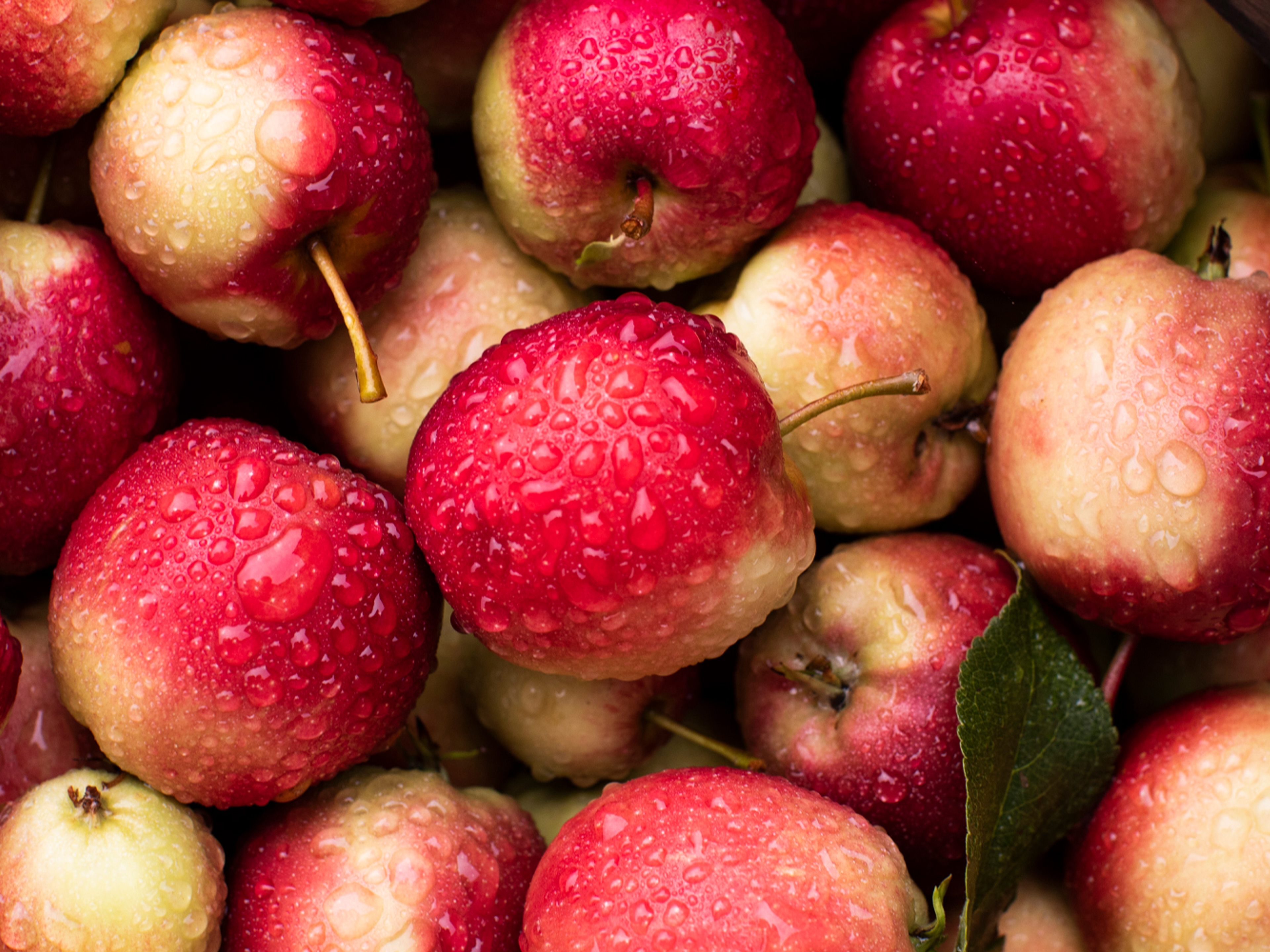 Apples from Syse Gard in Ulvik, the Hardangerfjord region in Fjord Norway