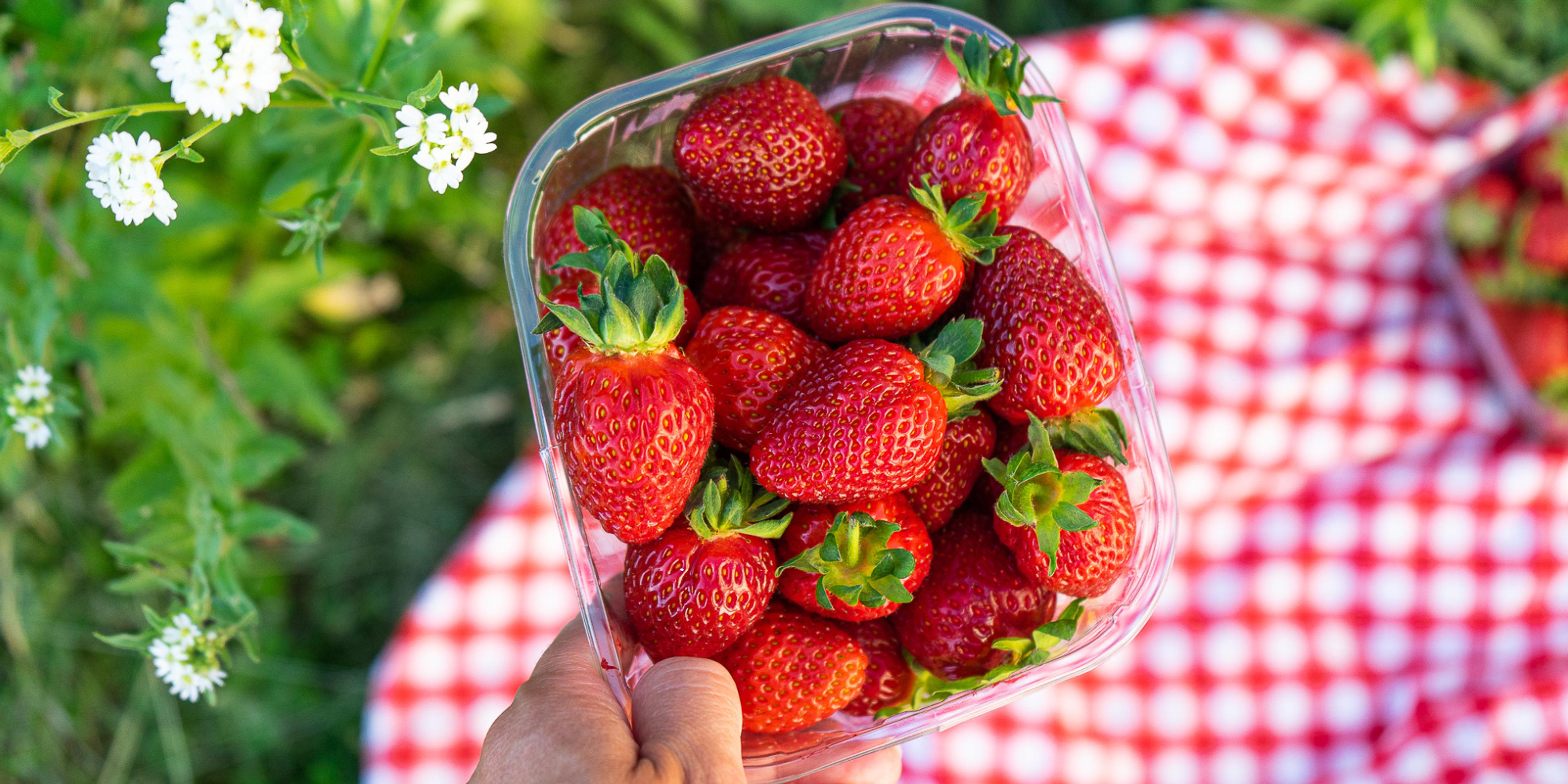 Jordbærbua strawberry farm outside Drøbak