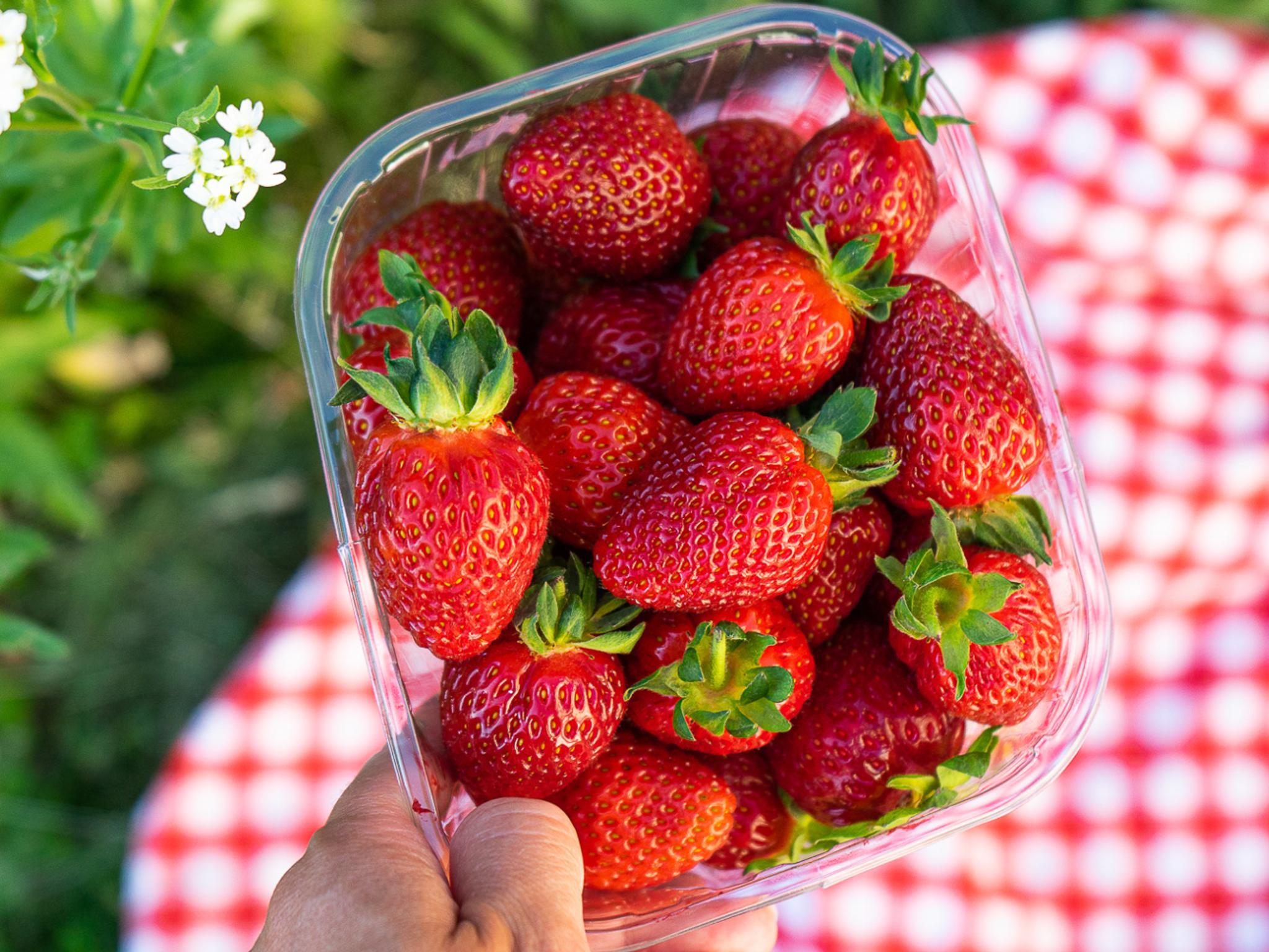 Jordbærbua strawberry farm outside Drøbak