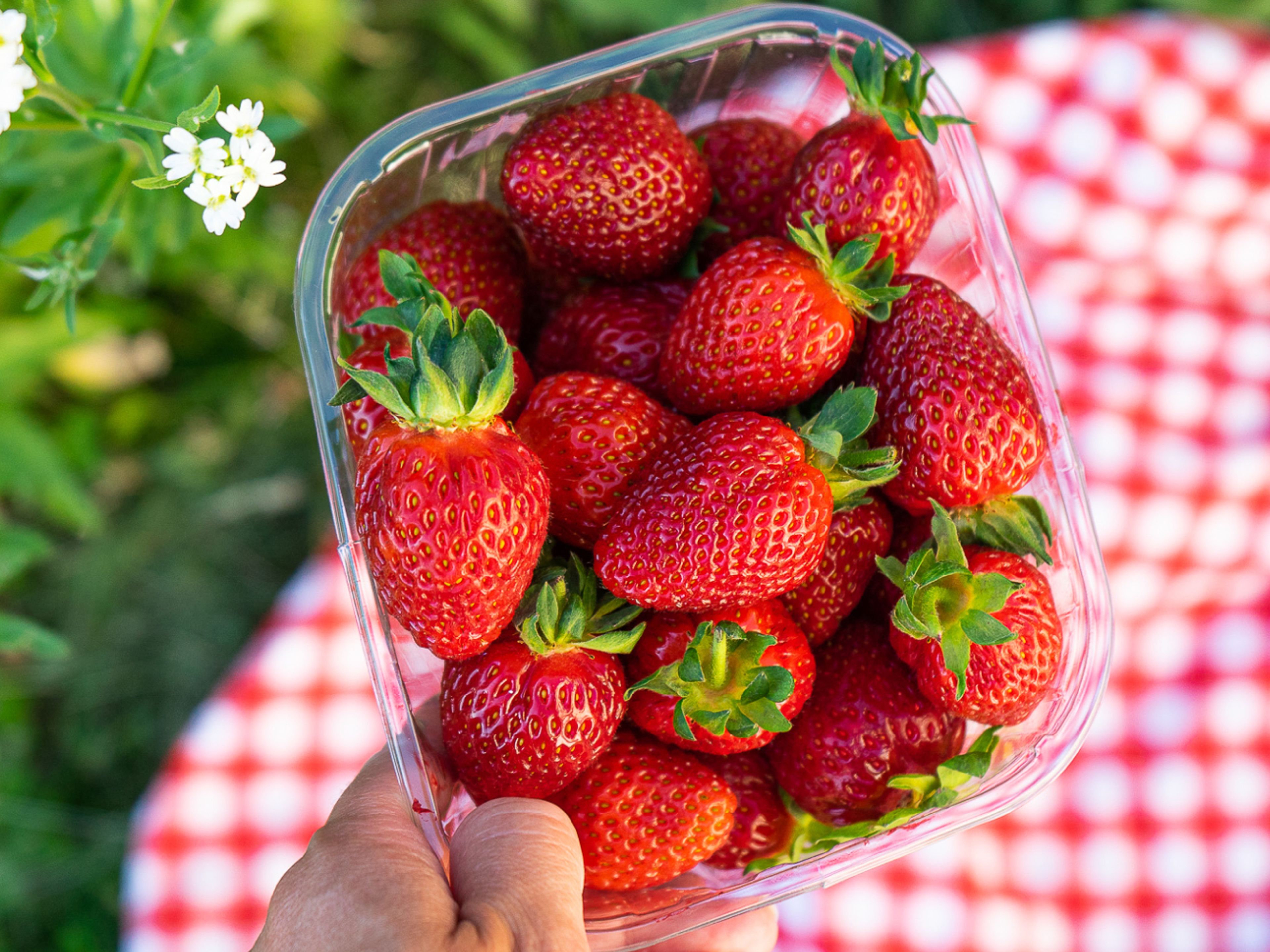 Jordbærbua strawberry farm outside Drøbak