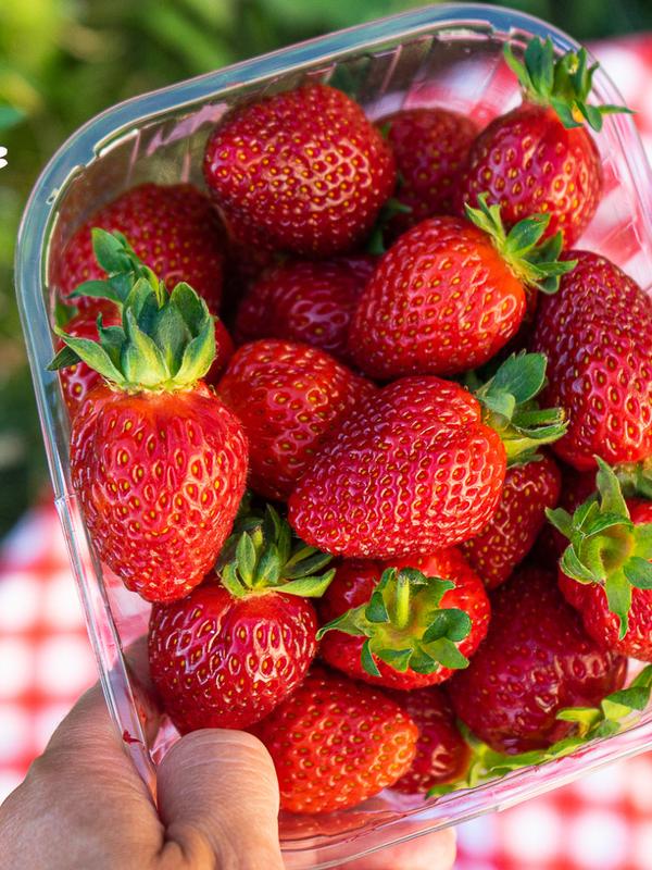 Jordbærbua strawberry farm outside Drøbak