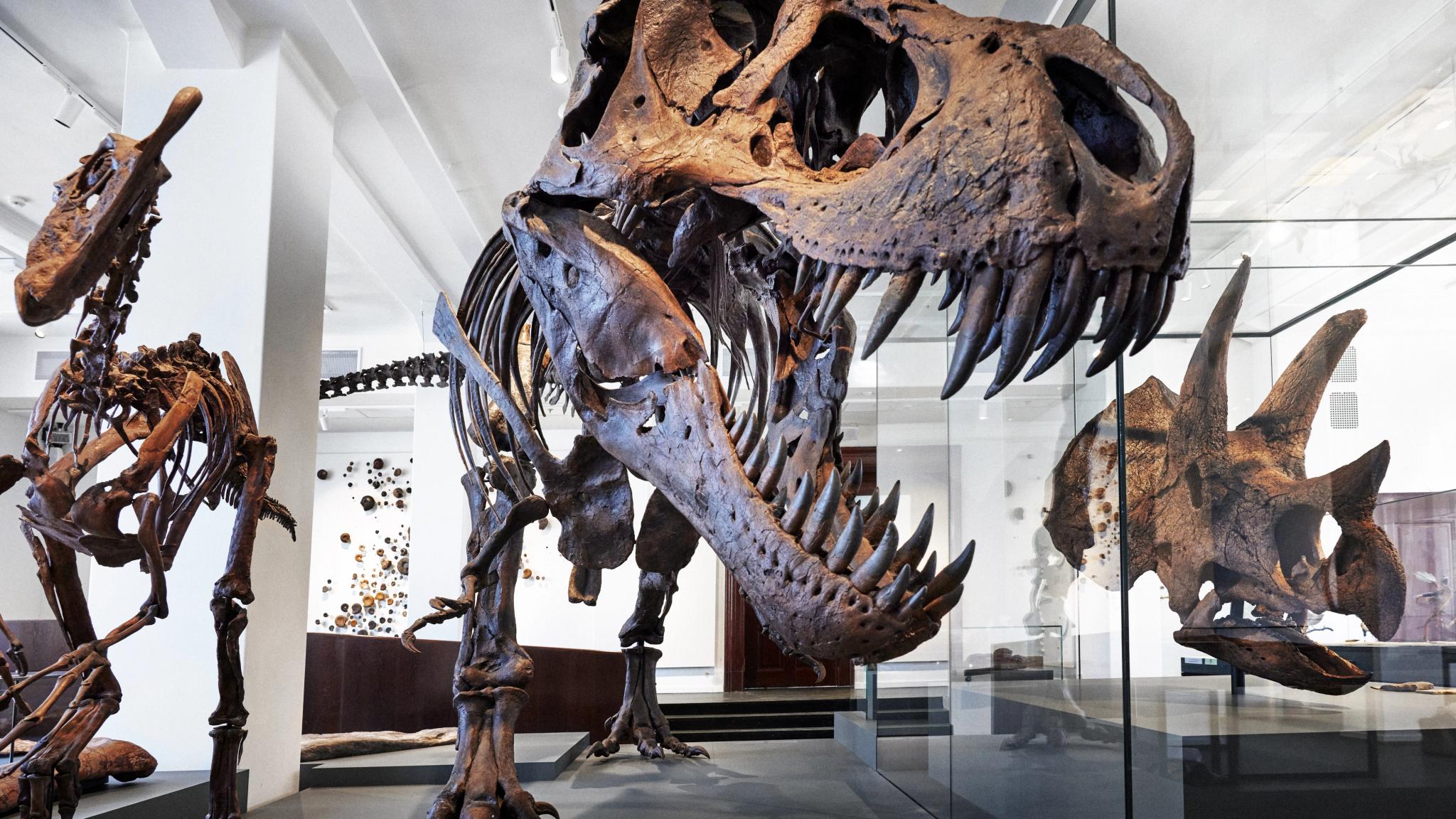 Dinosaurs at the Natural History Museum. Dinosaurs at the Natural History Museum. From left to right, Oviraptor, Tyrannosaurus, Triceratops.