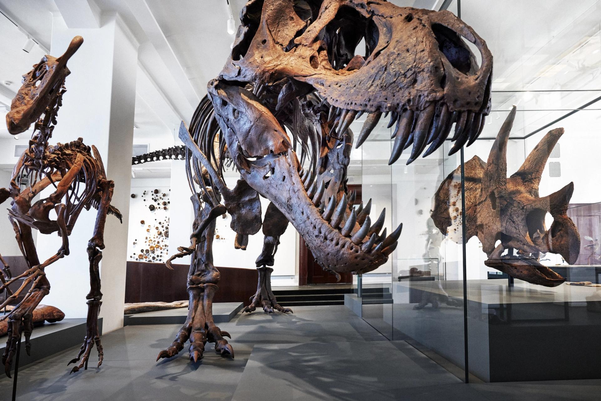 Top things to do in Oslo with kids