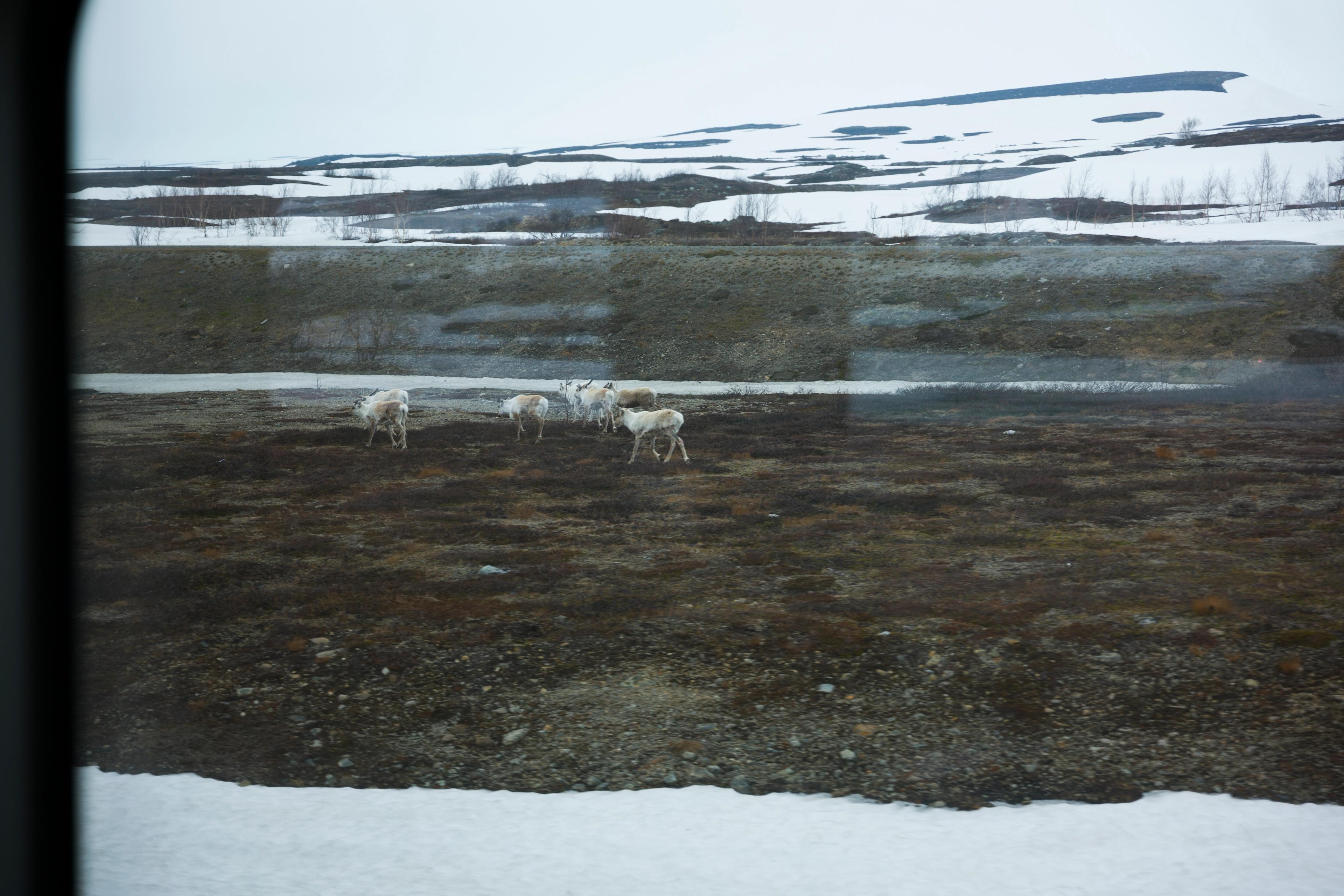 Reindeers along the Nordland Railway tracks.