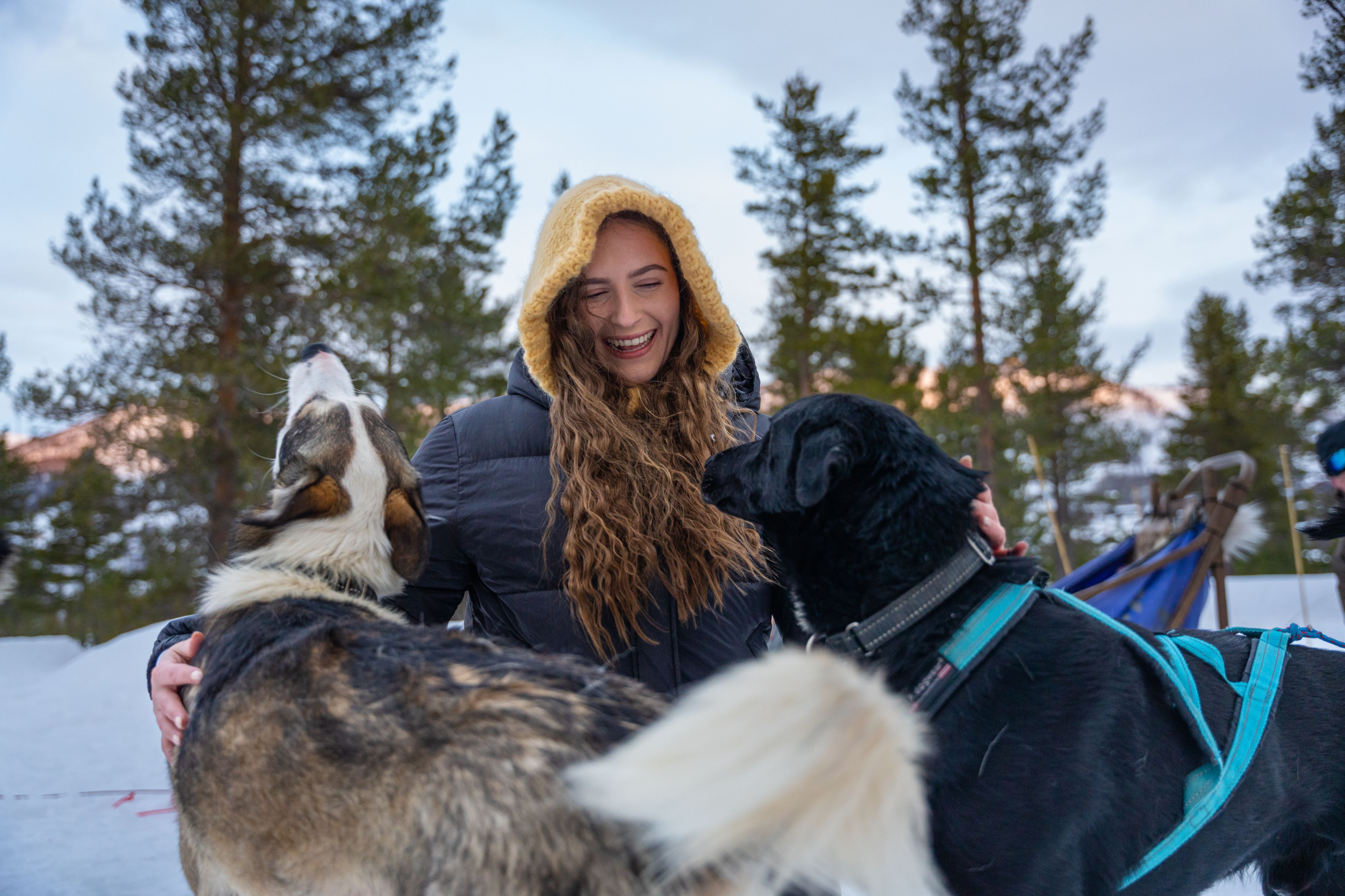 A woman cuddling with sled dogs at Geilo in the winter.