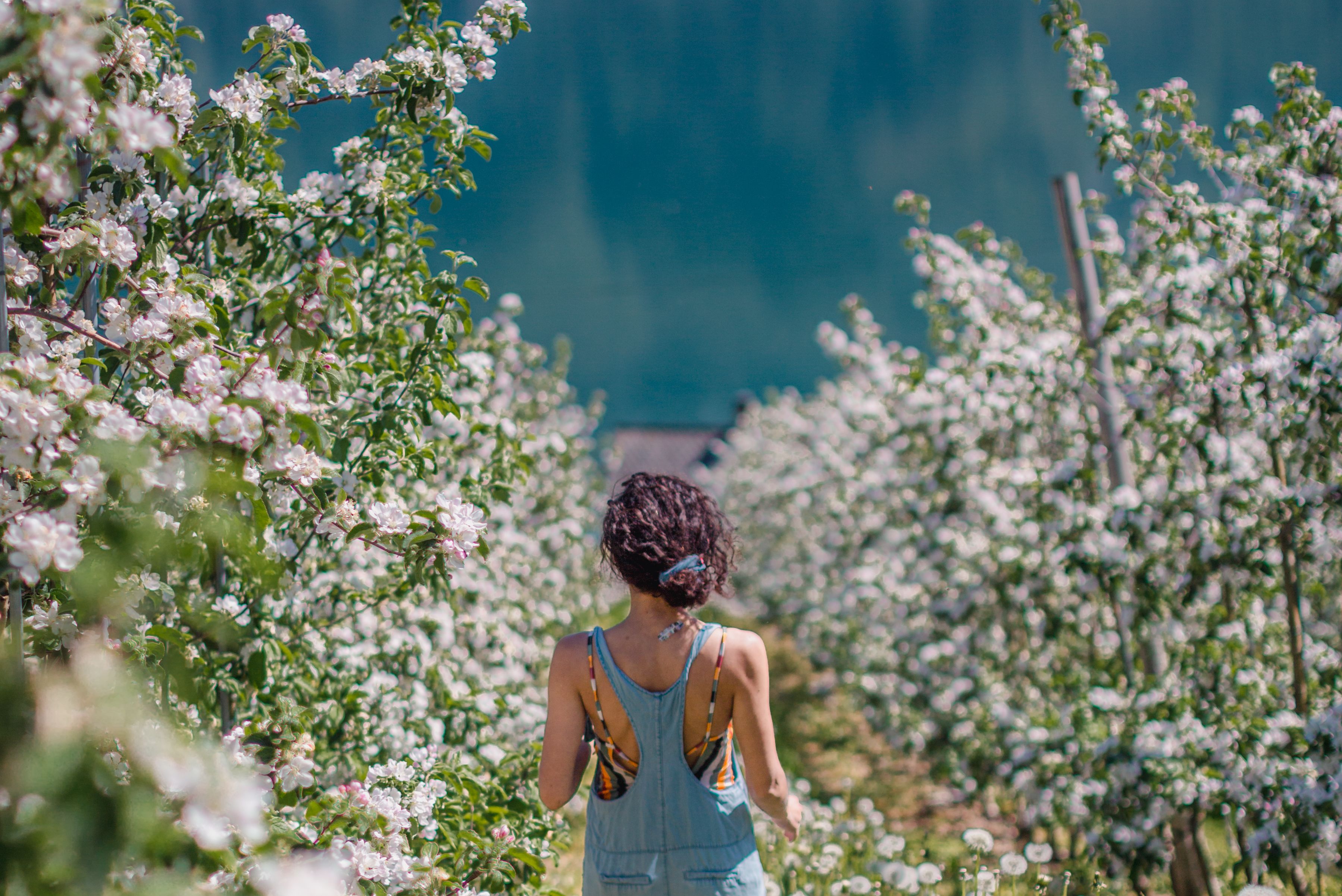 Woman walking between blooming trees in Hardanger, Fjord Norway