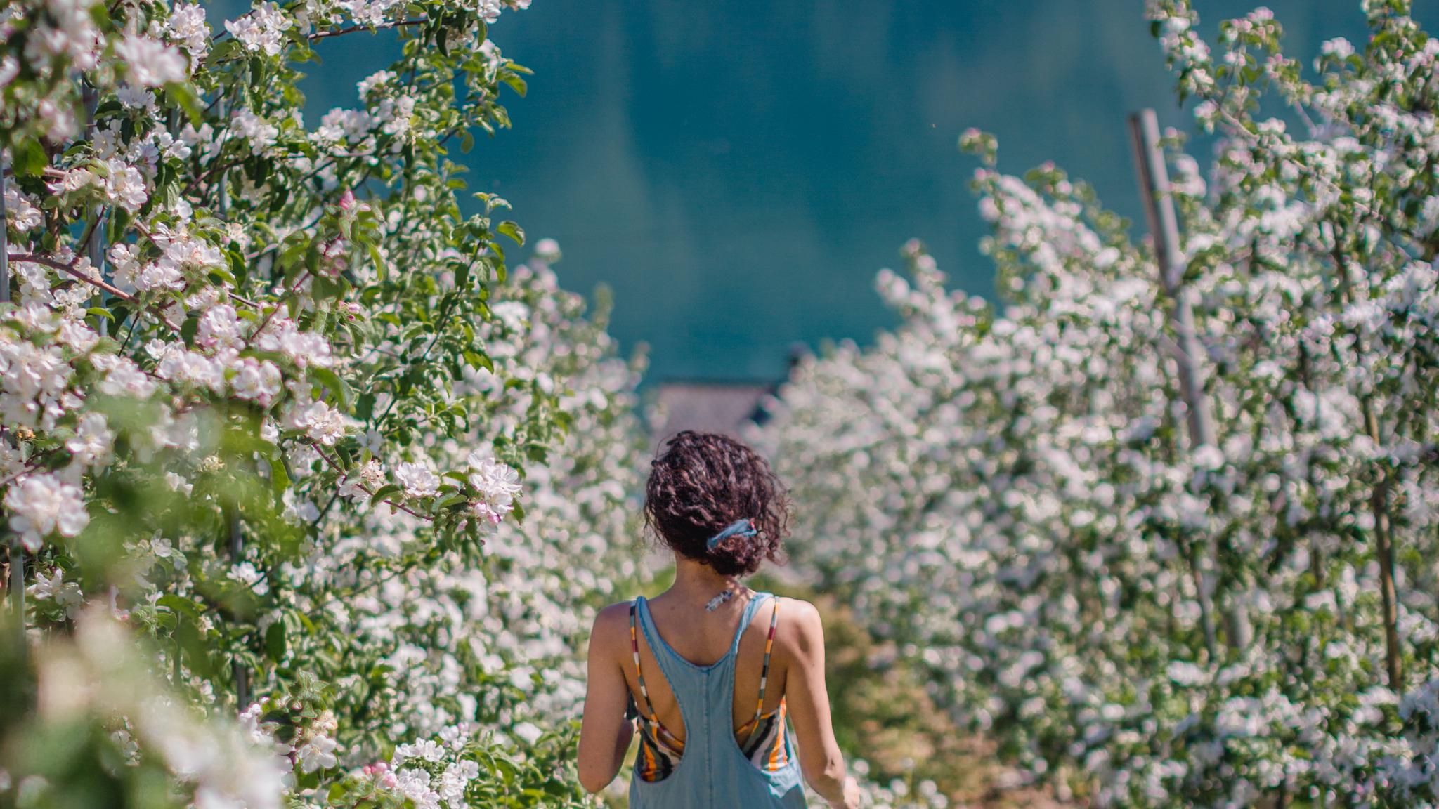 Woman walking between blooming trees in Hardanger, Fjord Norway