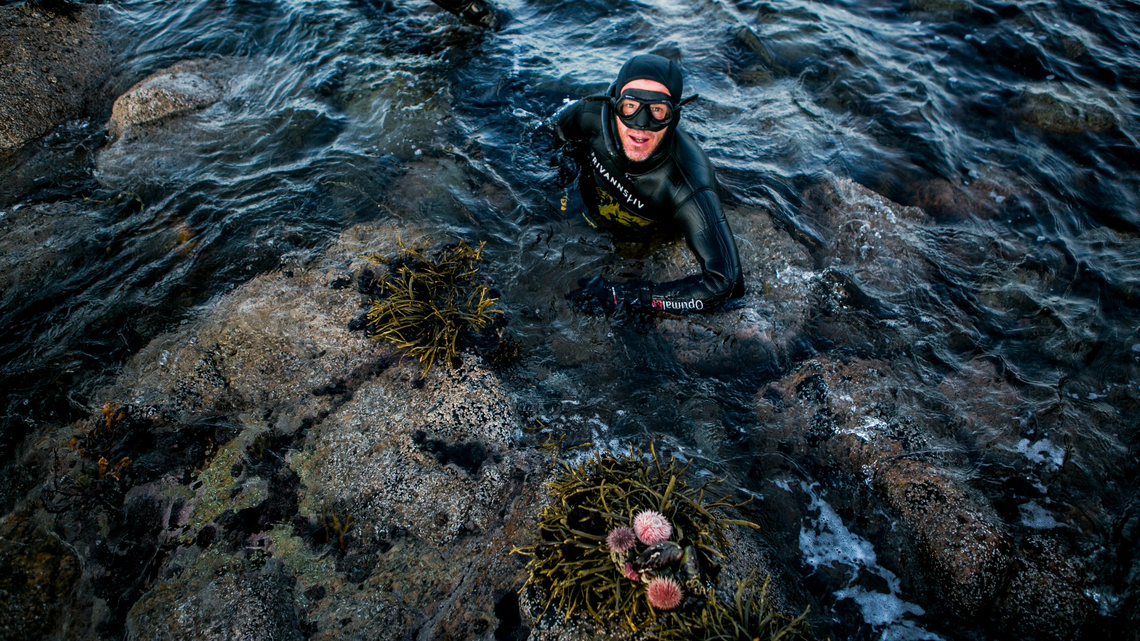 Looking for seafood by the beach in Steigen in Nordland, Northern Norway