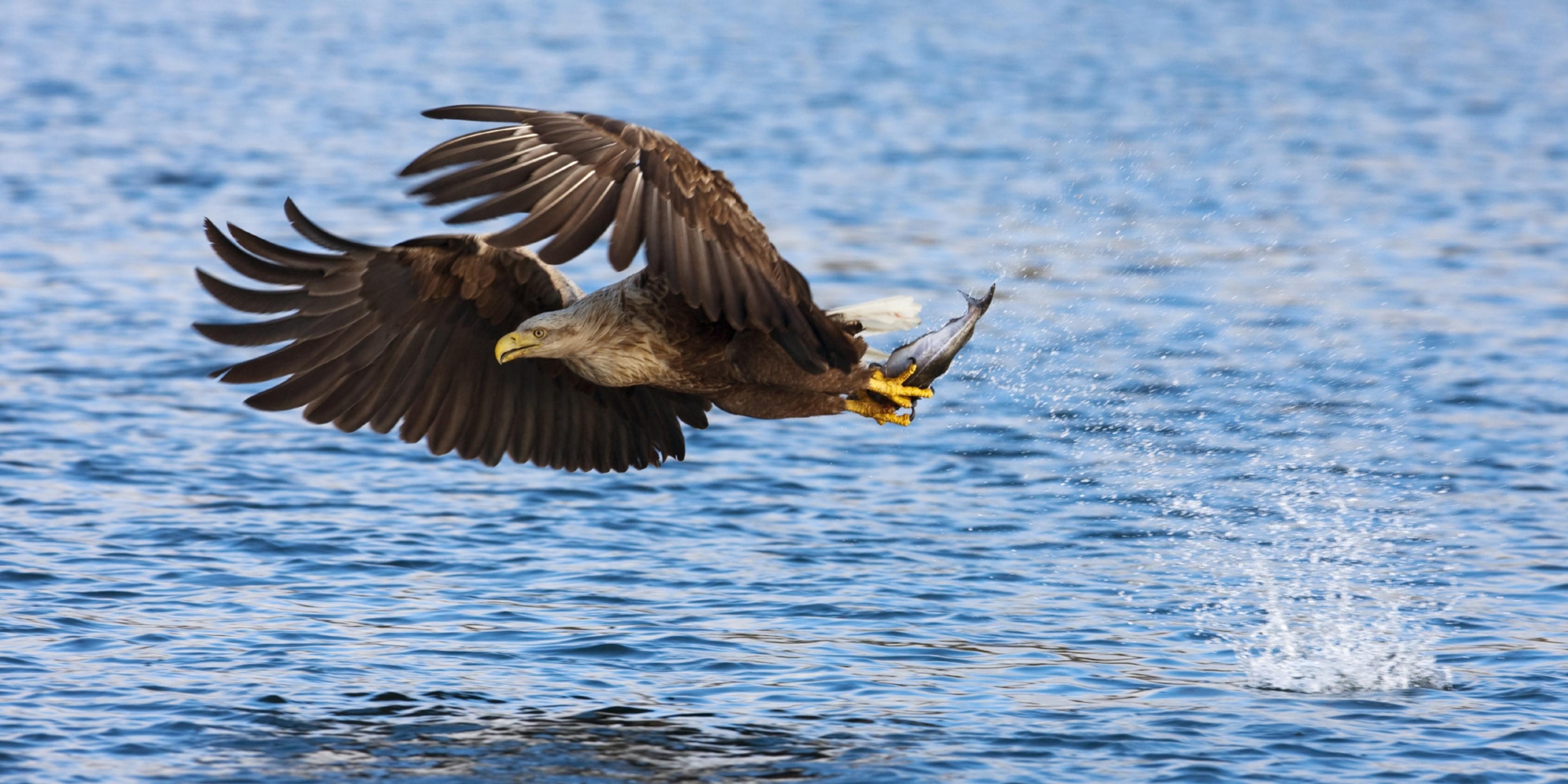 A white-tailed eagle hovering over the water