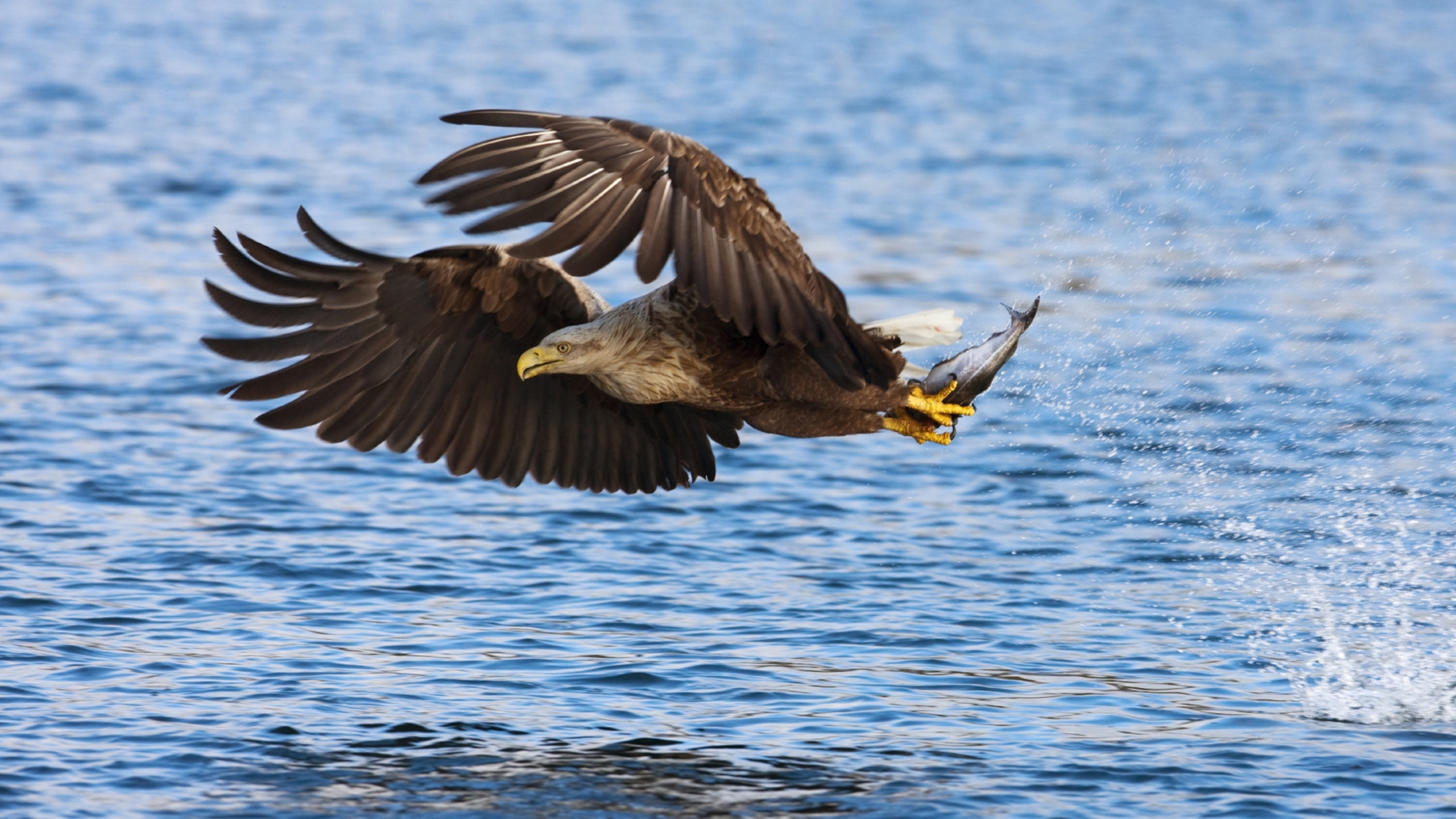 A white-tailed eagle hovering over the water