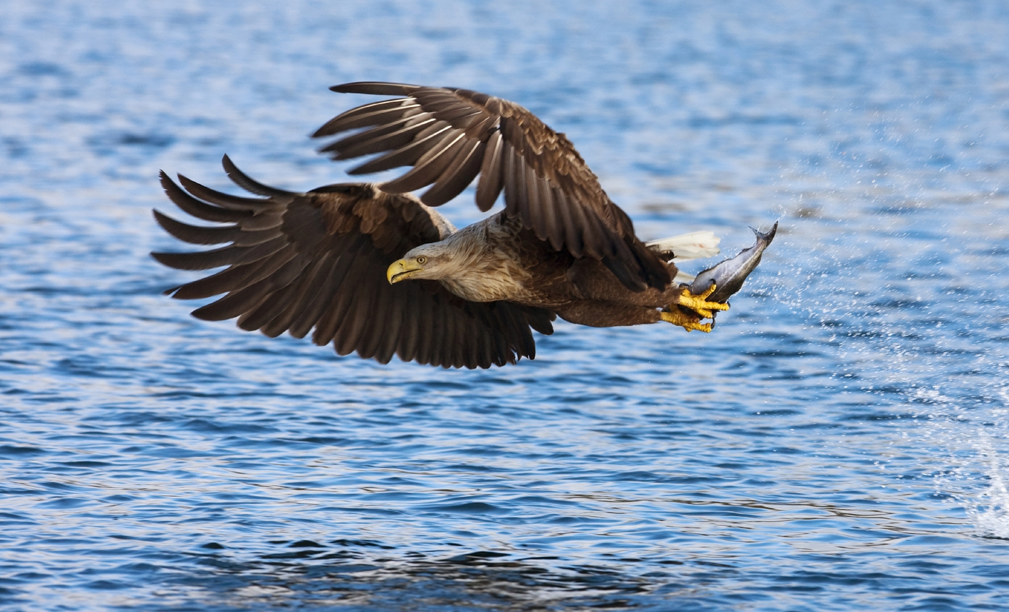 A white-tailed eagle hovering over the water
