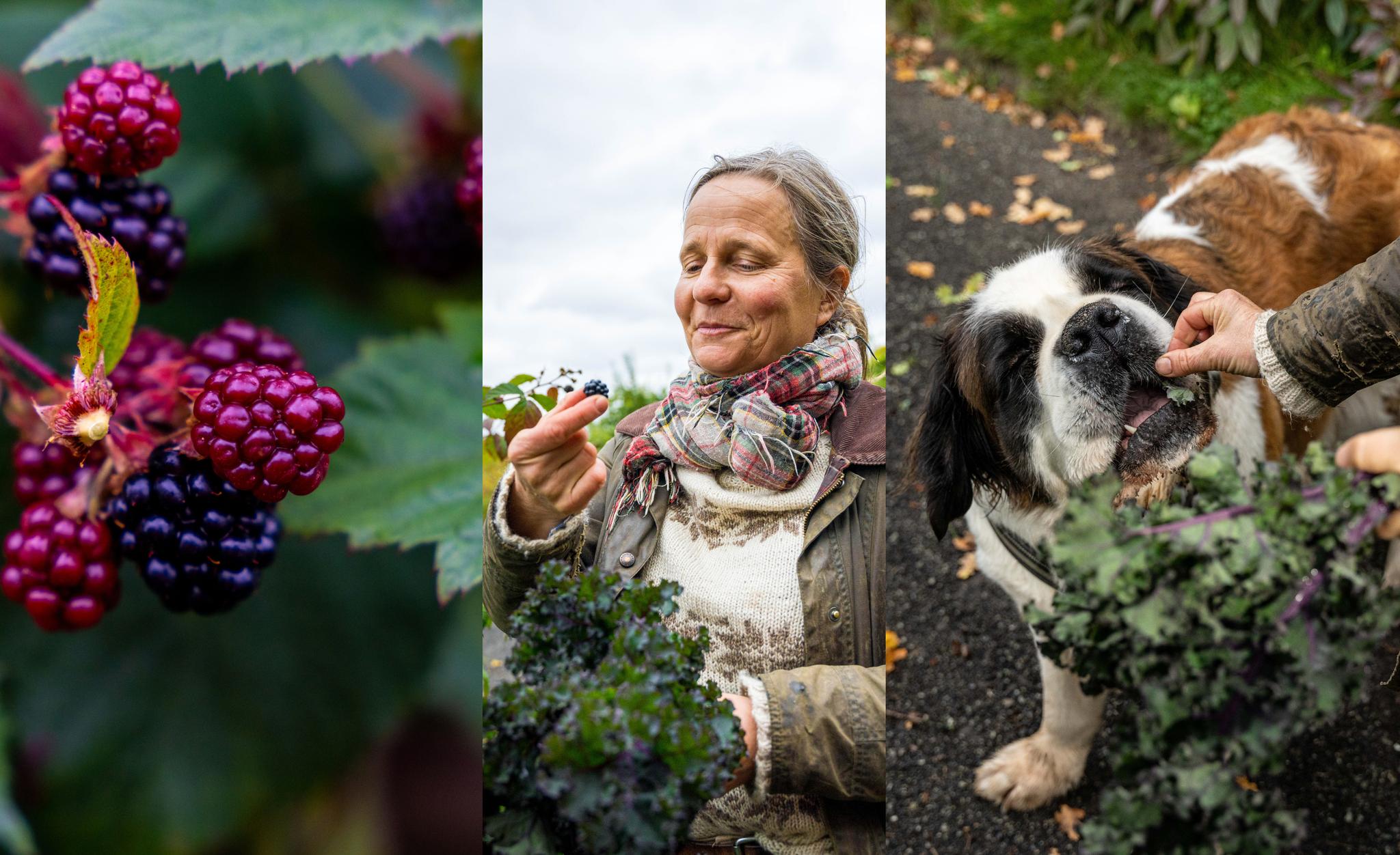 The farm and garden at Hovelsrud in the Hamar region, Eastern Norway