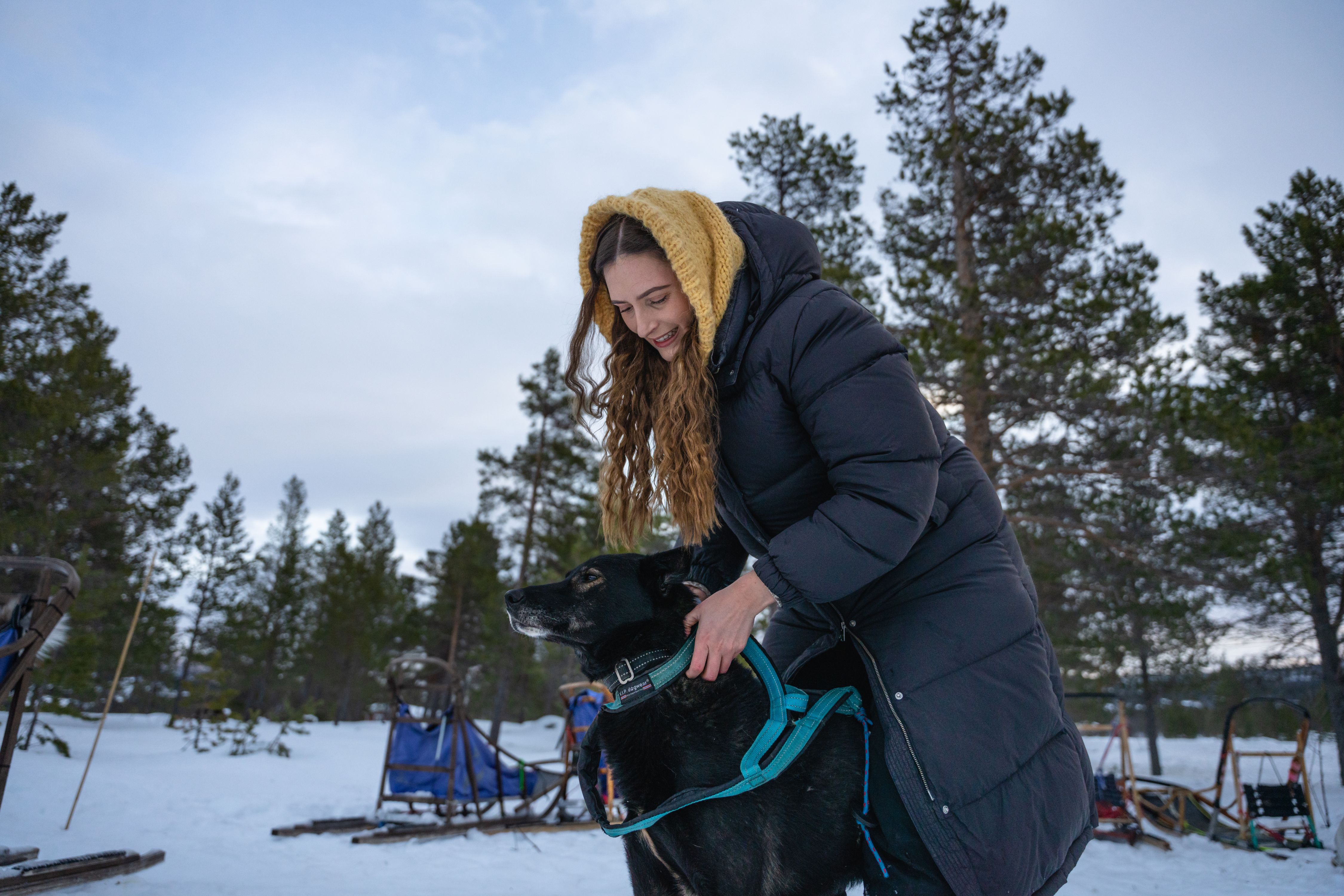A woman putting dog sledding gear on a dog.