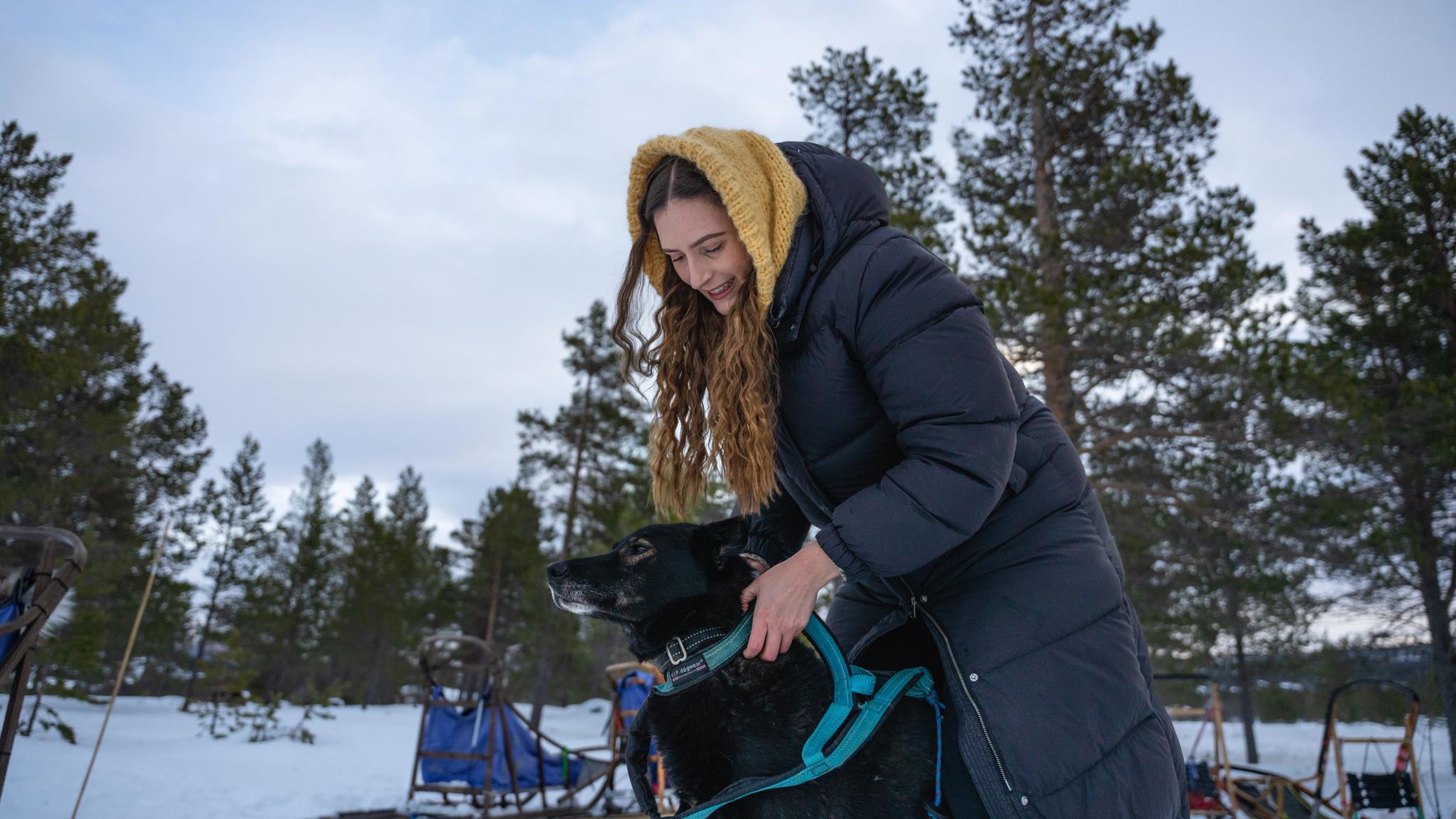 A woman putting dog sledding gear on a dog.