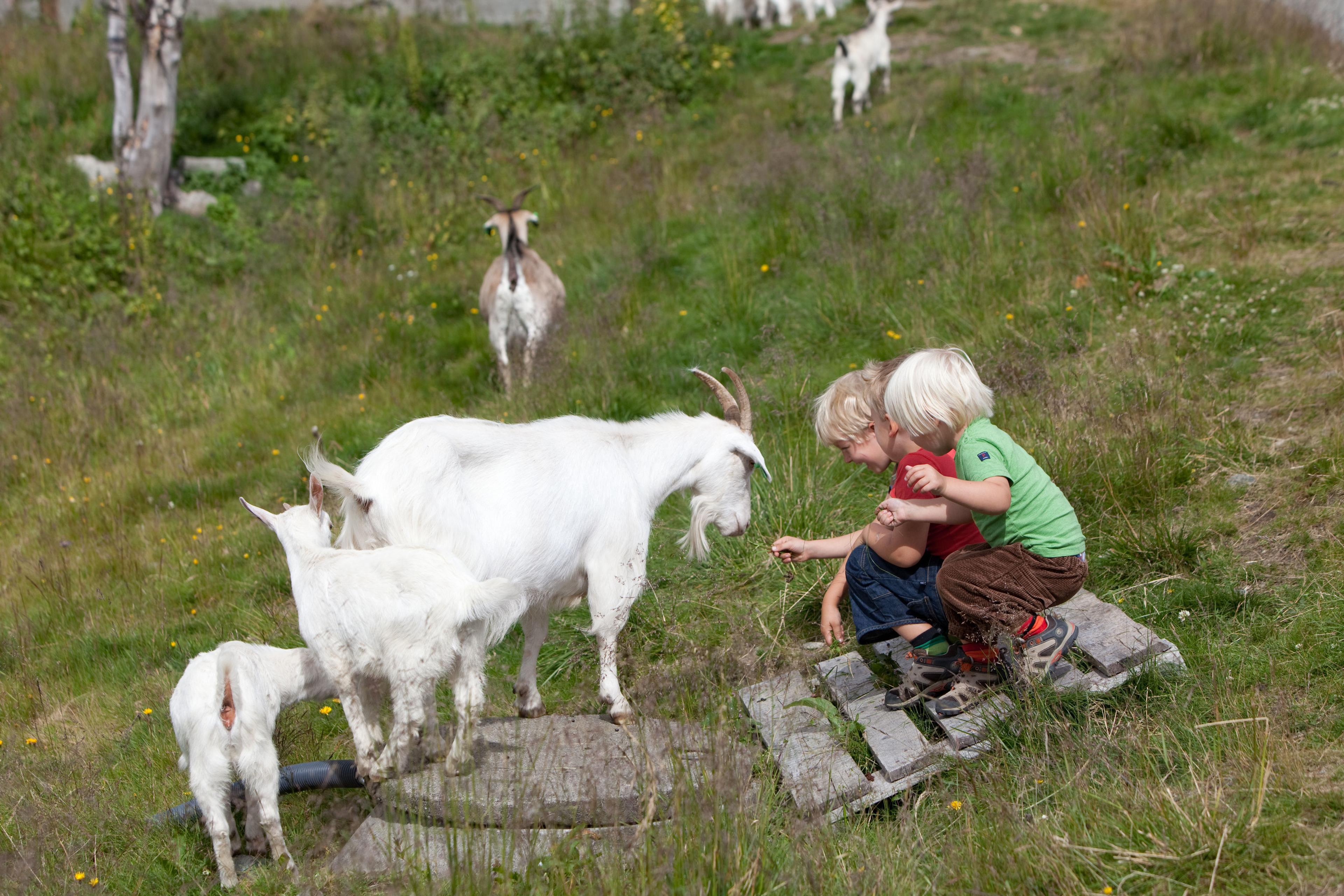 Children playing with goats in Hemsedal, Eastern Norway