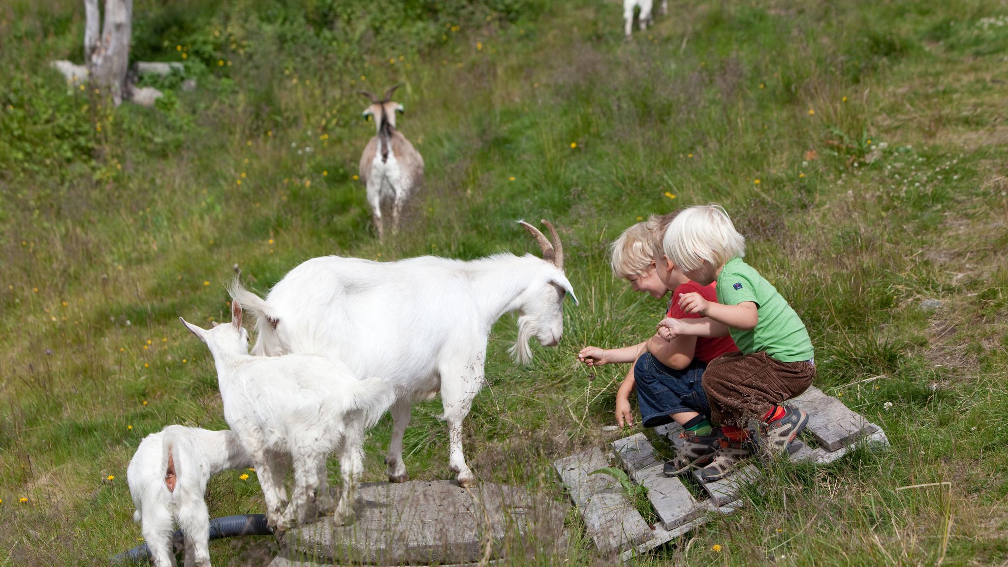 Barn leker med geiter i Hemsedal på Østlandet