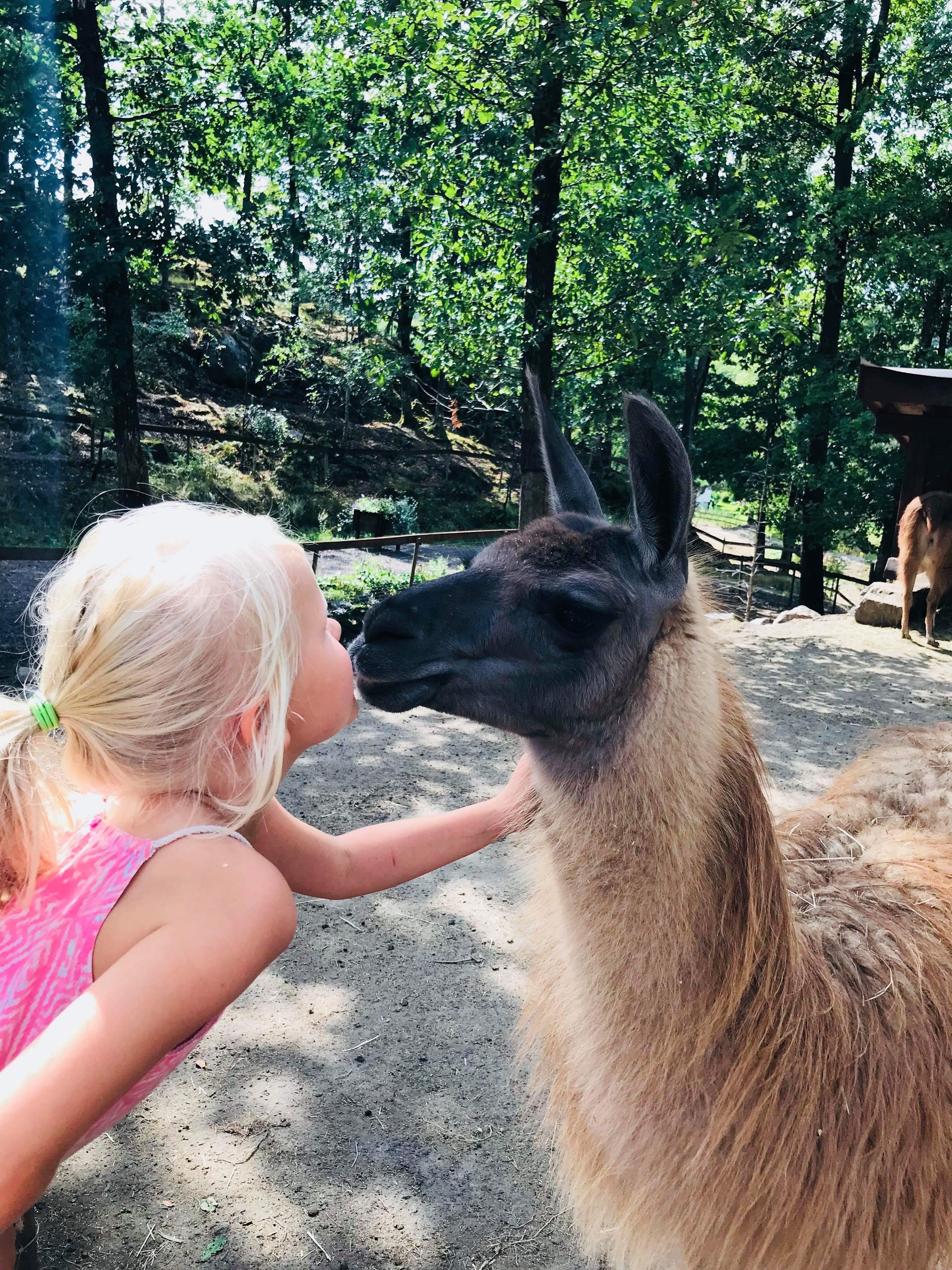 A girl hugging an alpaca on Lindland farm in Mandal, Southern Norway