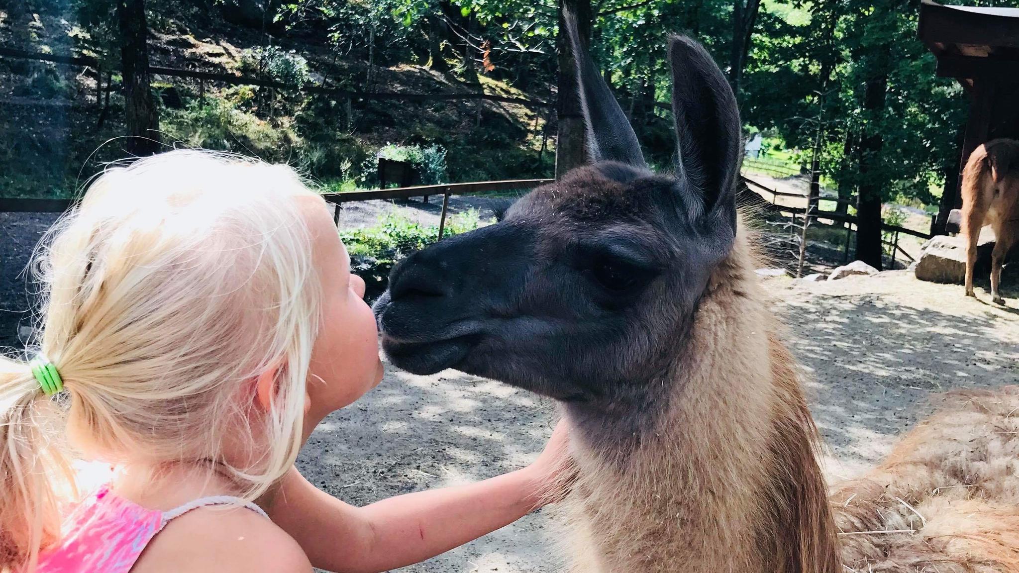 A girl hugging an alpaca on Lindland farm in Mandal, Southern Norway