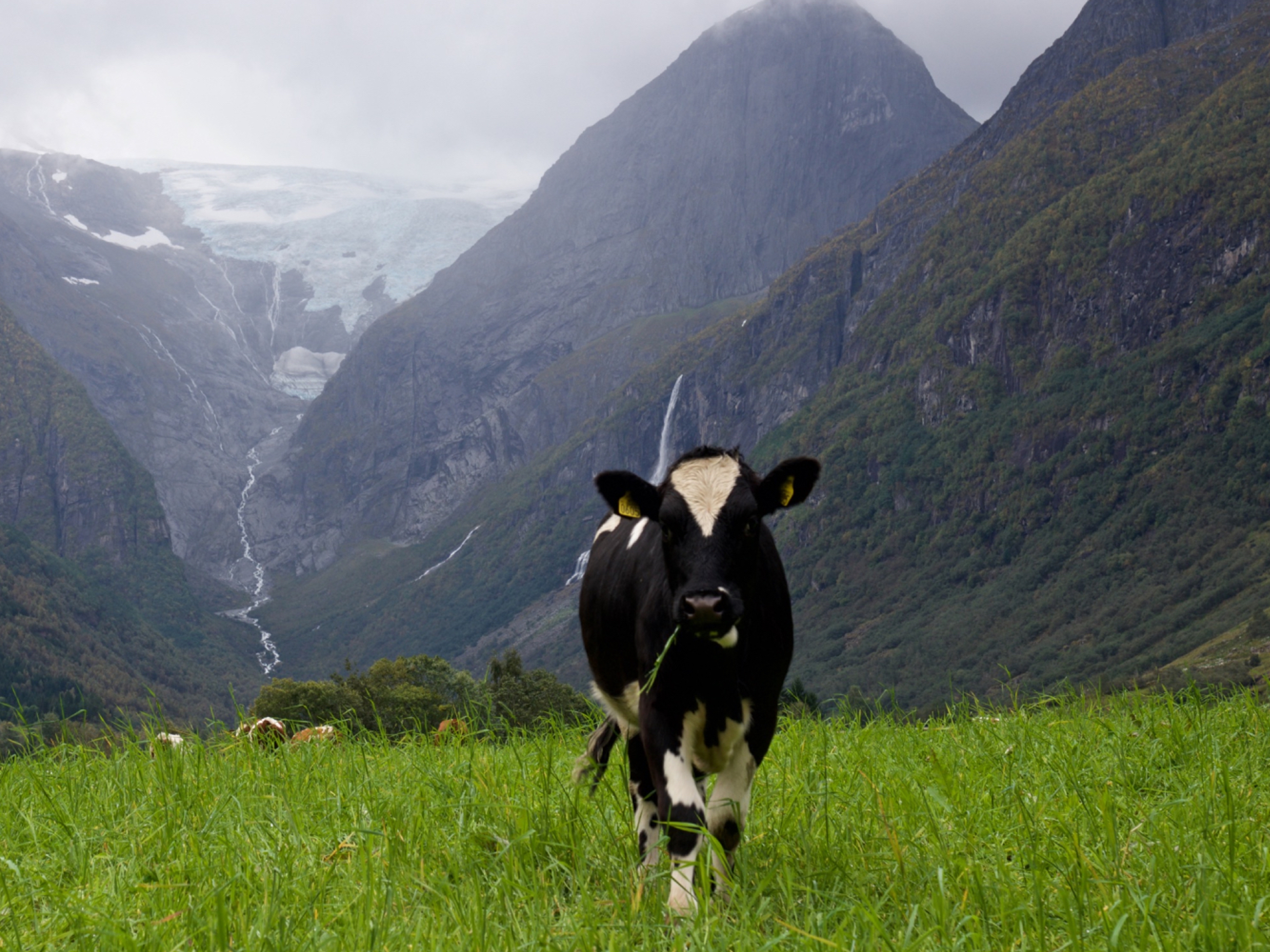 Cow in the Lodalen valley