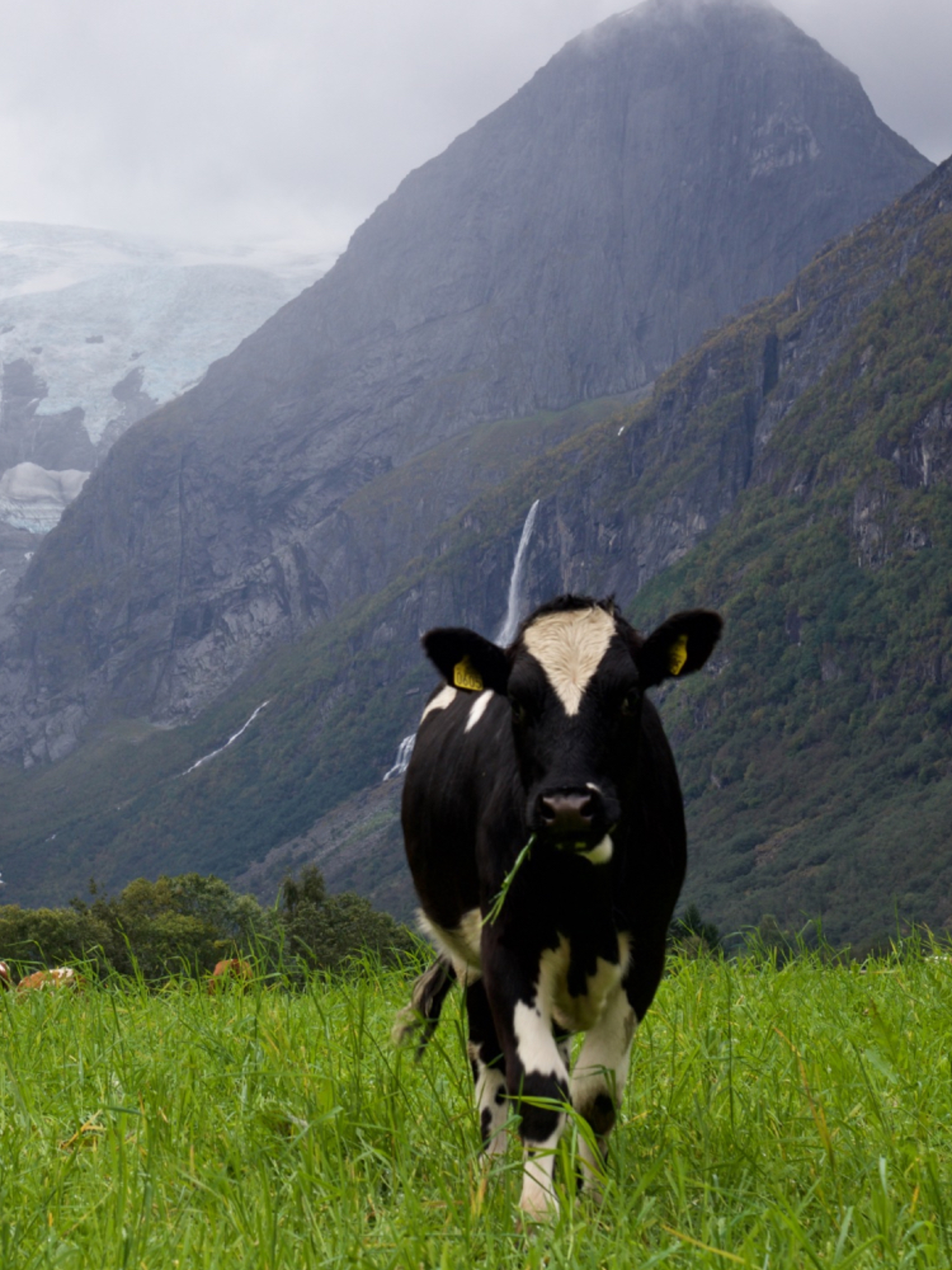 Cow in the Lodalen valley