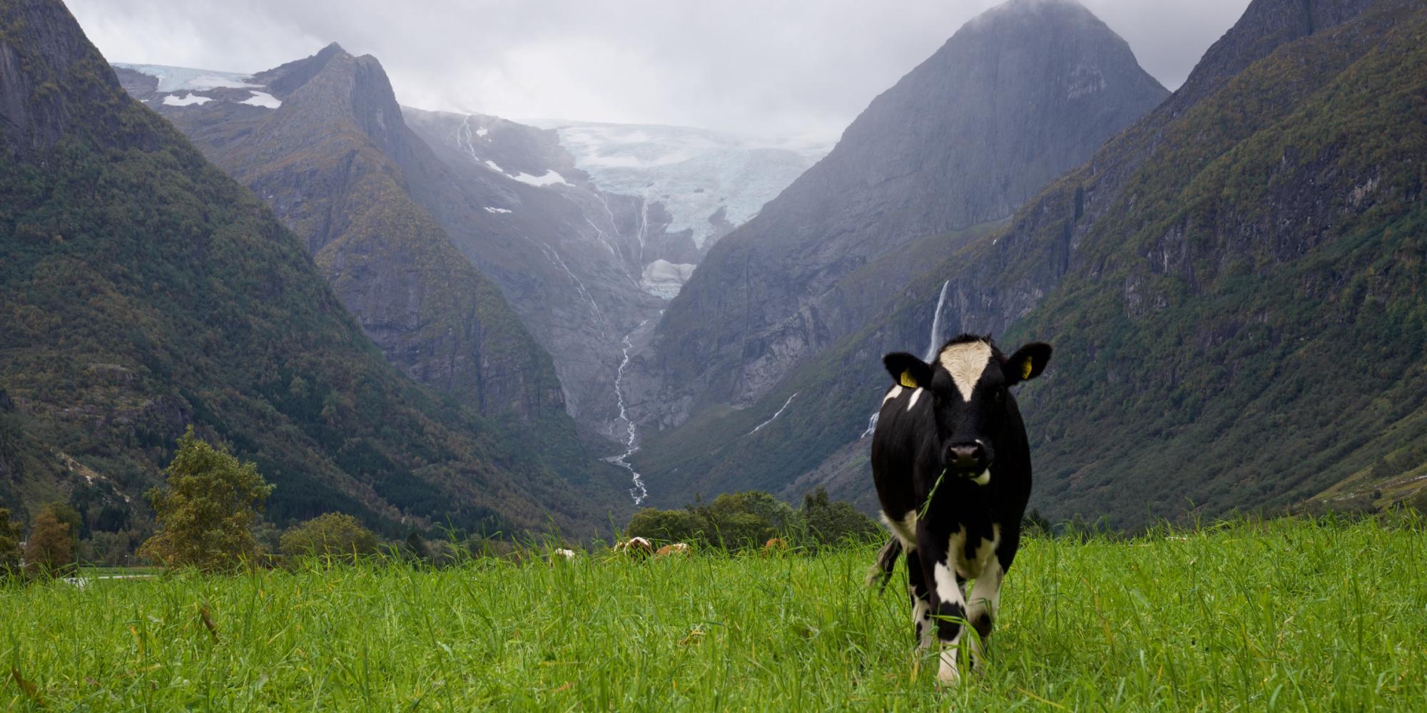 Cow in the Lodalen valley