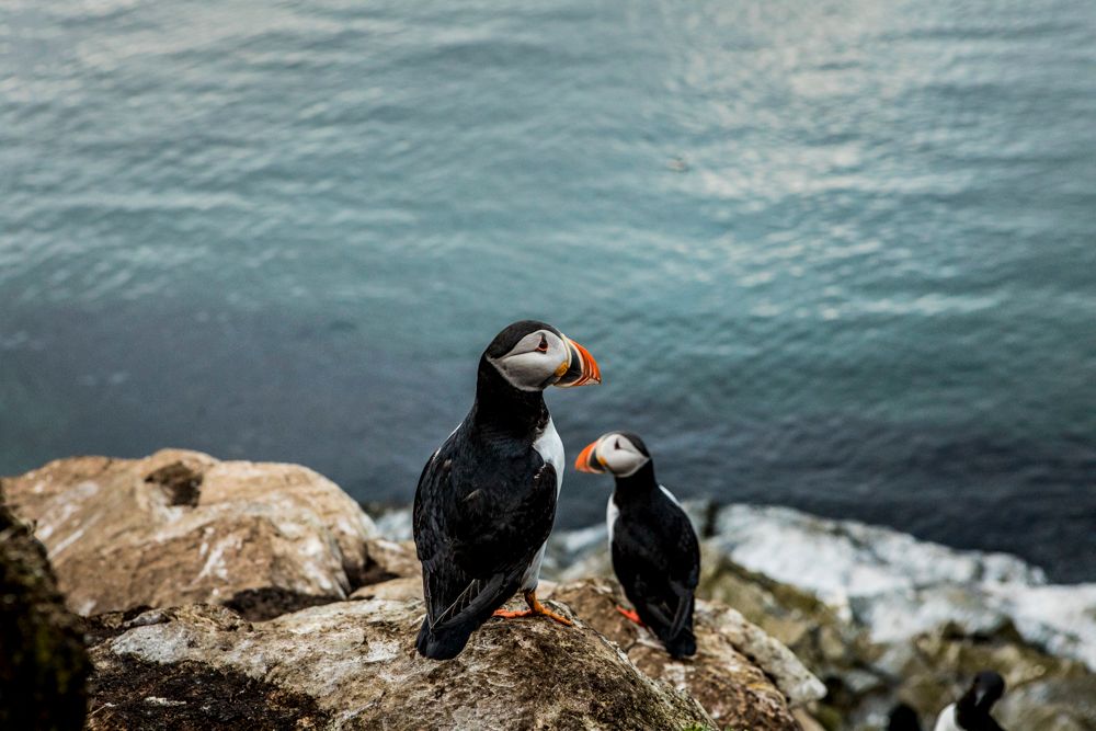 Two atlantic puffins at Hornøya, Northern Norway