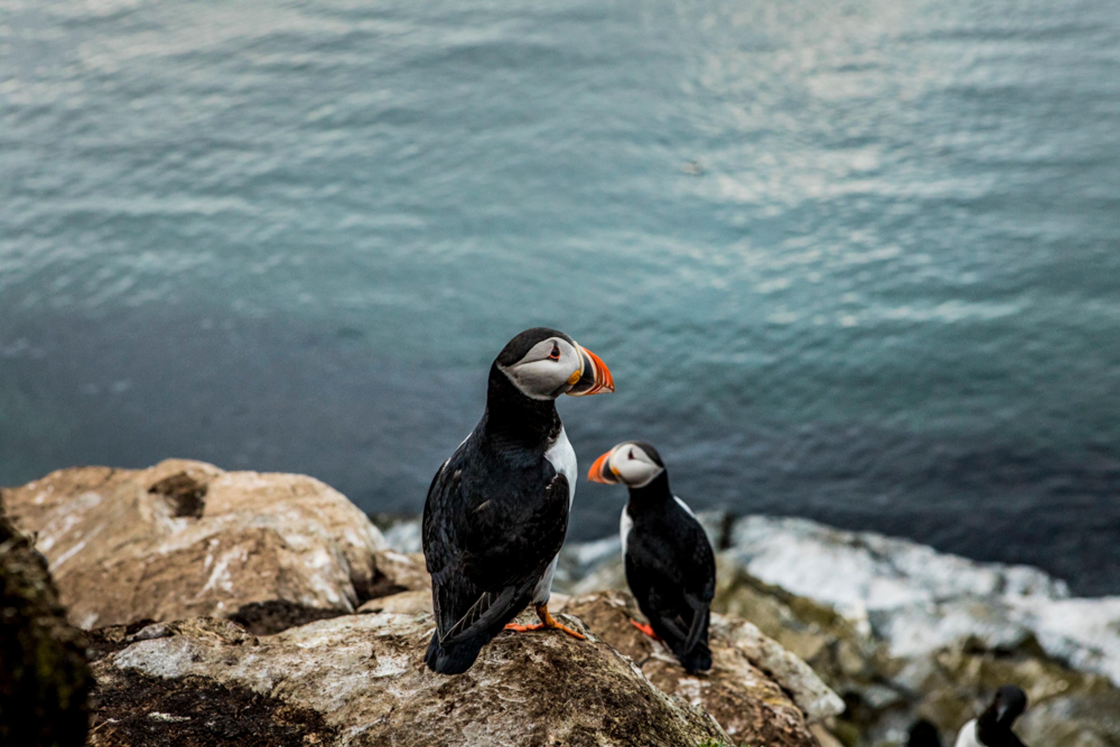 Two atlantic puffins at Hornøya, Northern Norway