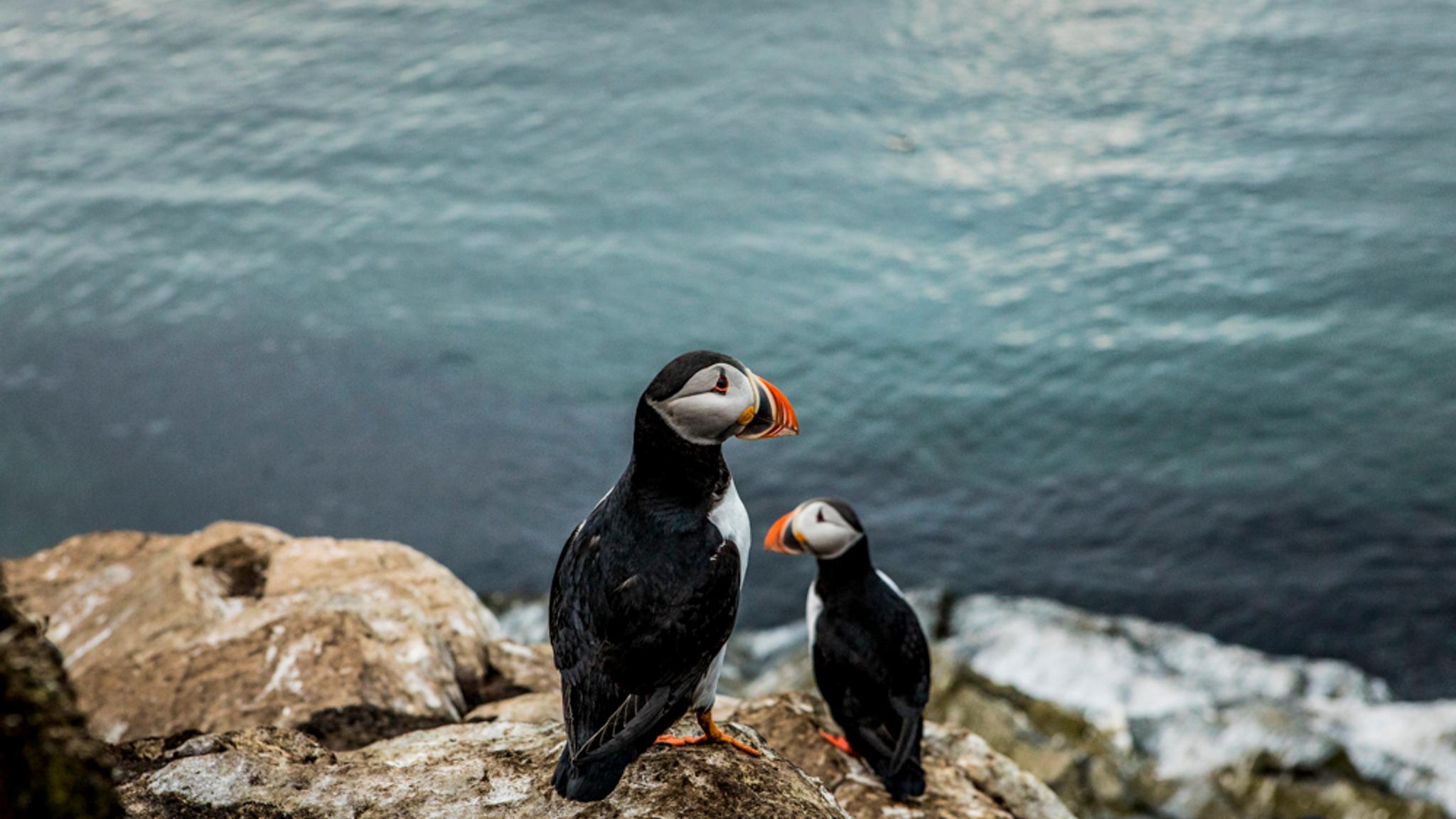 Two atlantic puffins at Hornøya, Northern Norway