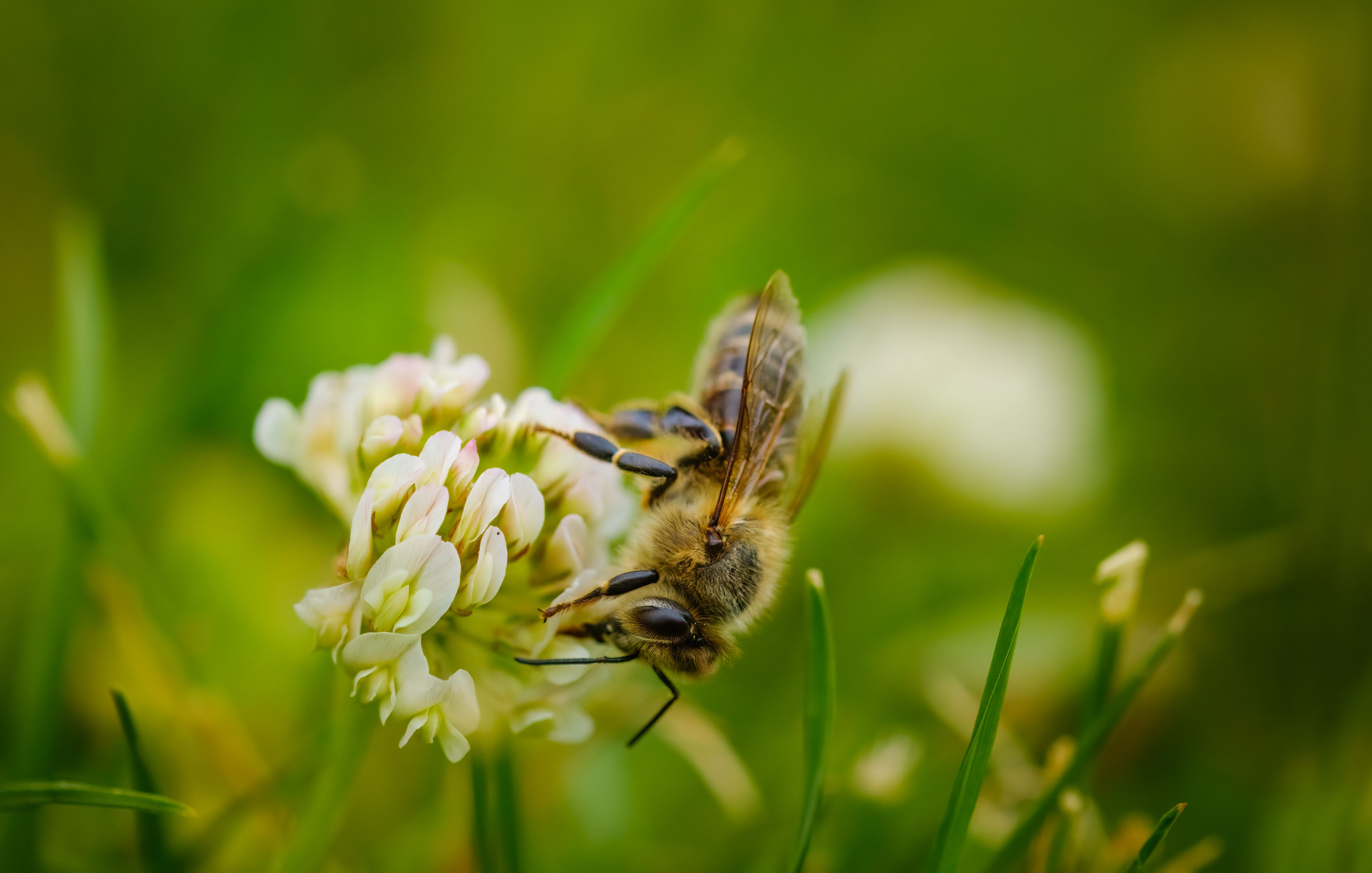 Bee on a lilac